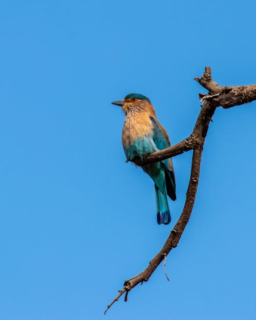 卡纳国家公园, 卡那, 印度 的 免费素材图片