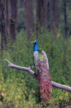 在郁郁葱葱的森林背景下，一只充满活力的印度孔雀栖息在树枝上，展示着它彩虹色的羽毛