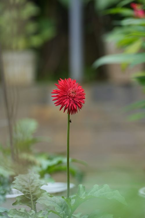 Free A single vibrant red Gerbera daisy blooming amidst garden greenery, captured in soft focus. Stock Photo