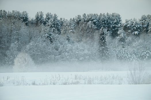 A peaceful winter scene of a snow-covered forest and misty field.