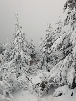 Discover the serene beauty of a snow-laden alpine forest path in winter.