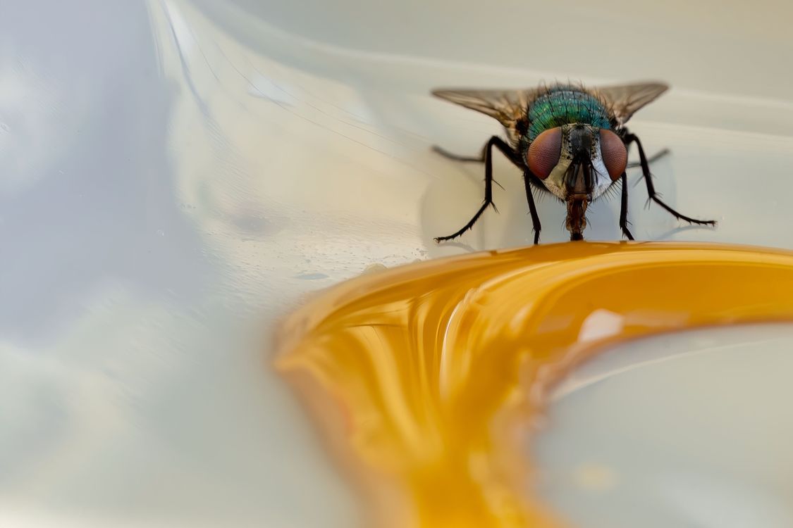 Snorting Fly Macro Shot of a Fly Drinking Syrup · Free Stock Photo