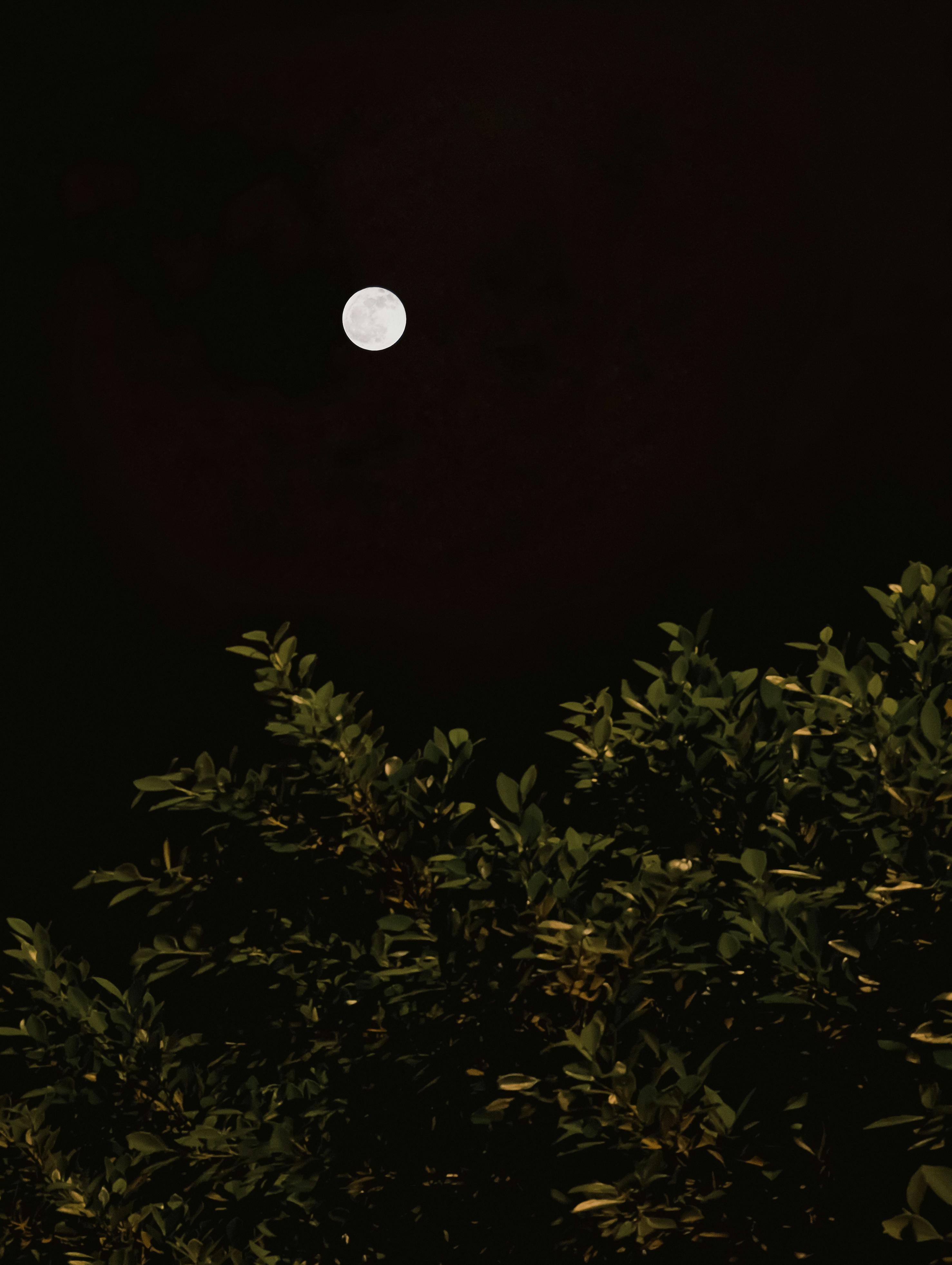 Gratis Mørk nattescene i Kairo med en glødende fuldmåne over løvrige grene. Lagerfoto