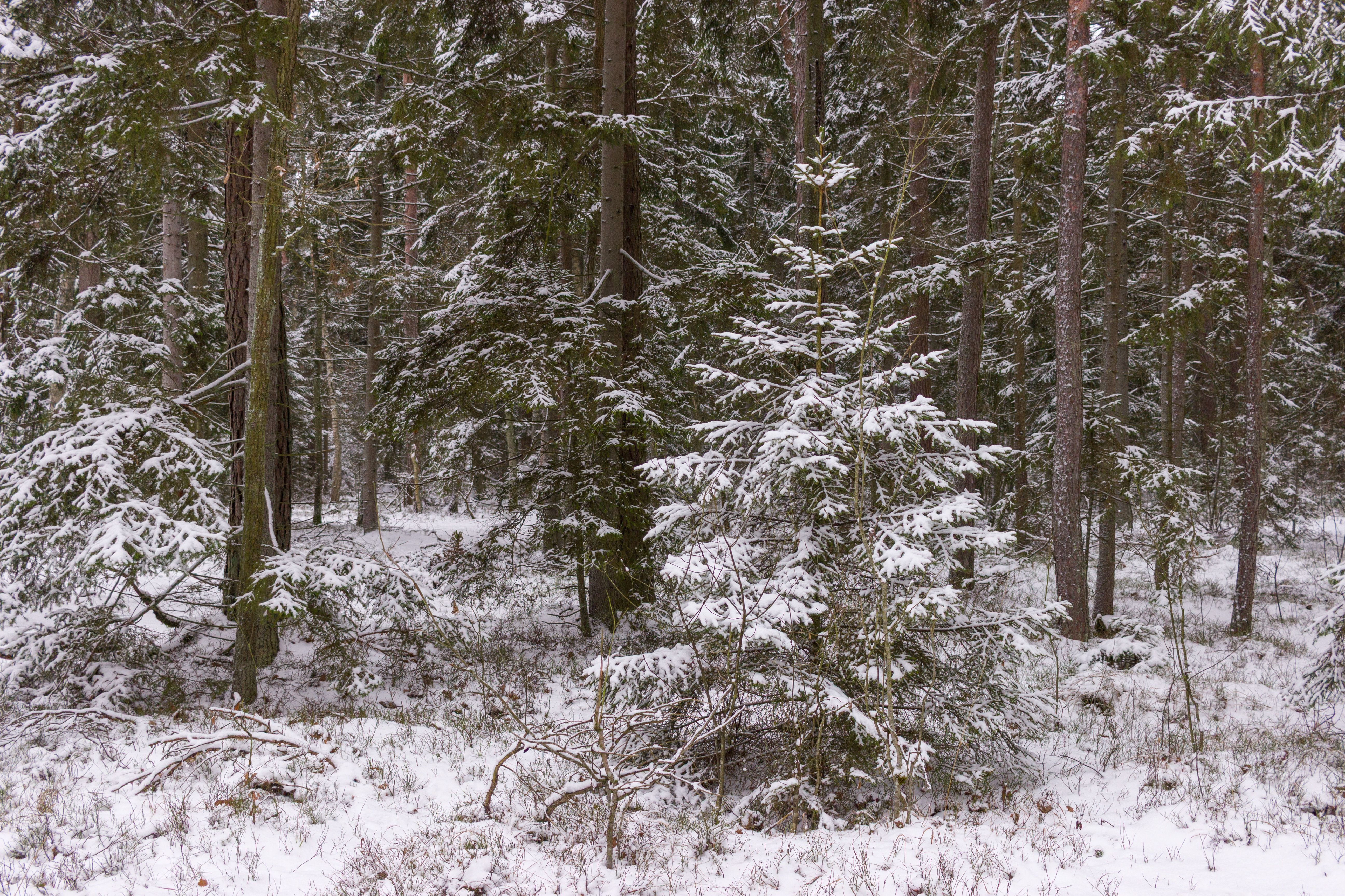 Densidade de plantio afeta crescimento e carbono do solo em Picea crassifolia