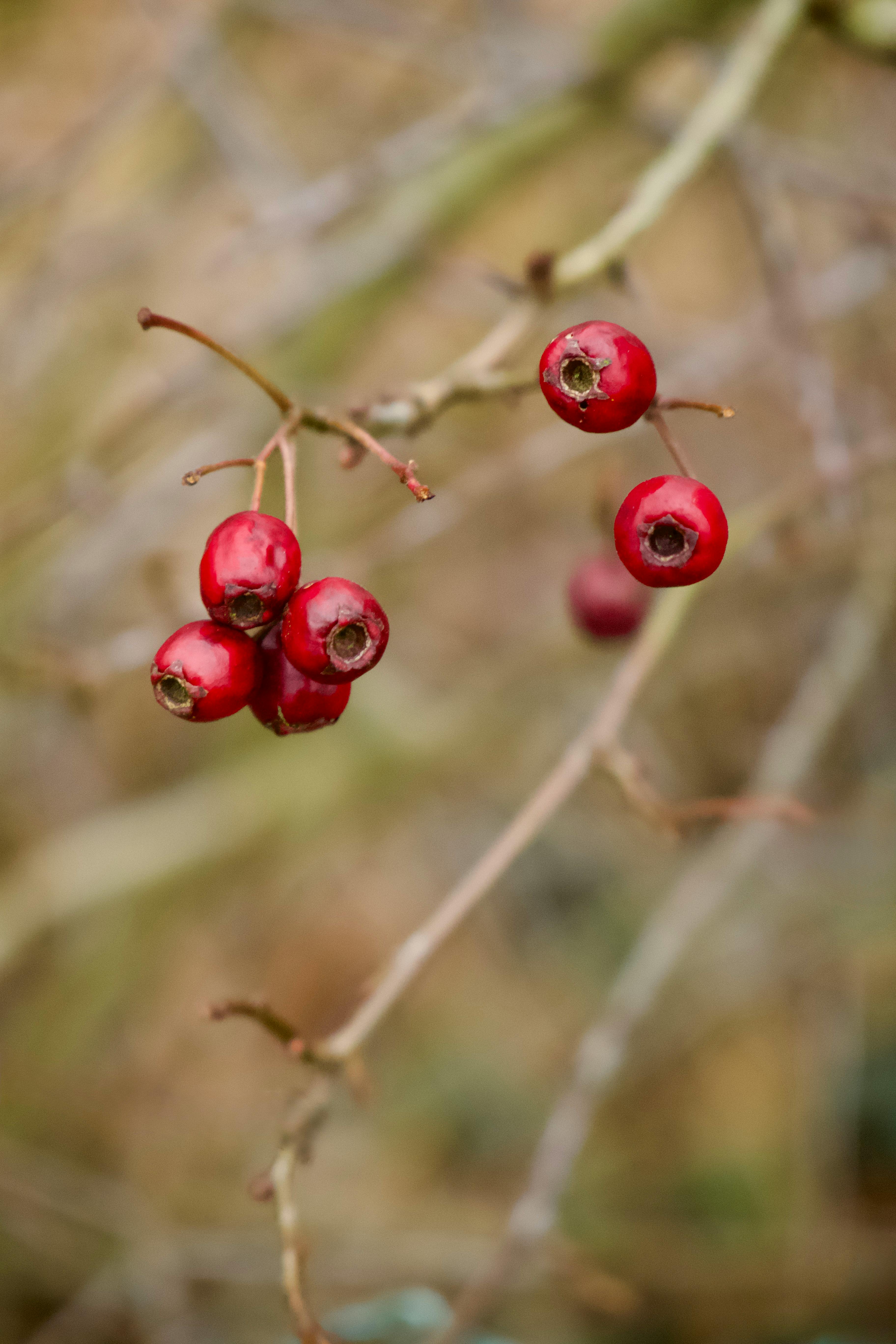 Gratis Detaljert bilde av livlige røde hagtornbær på en gren om høsten. Arkivbilde