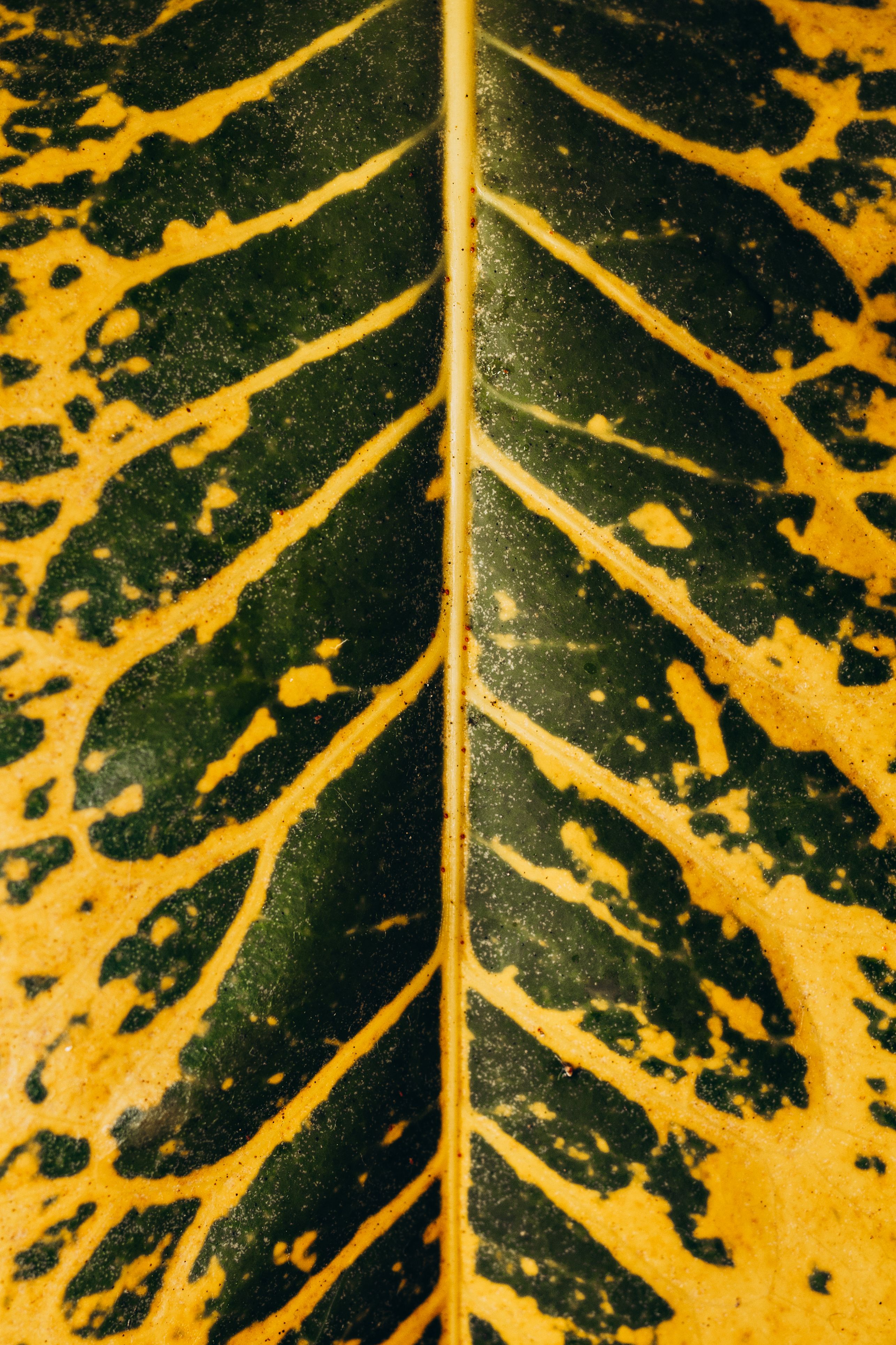 Photo by Jonathan Borba on pexels