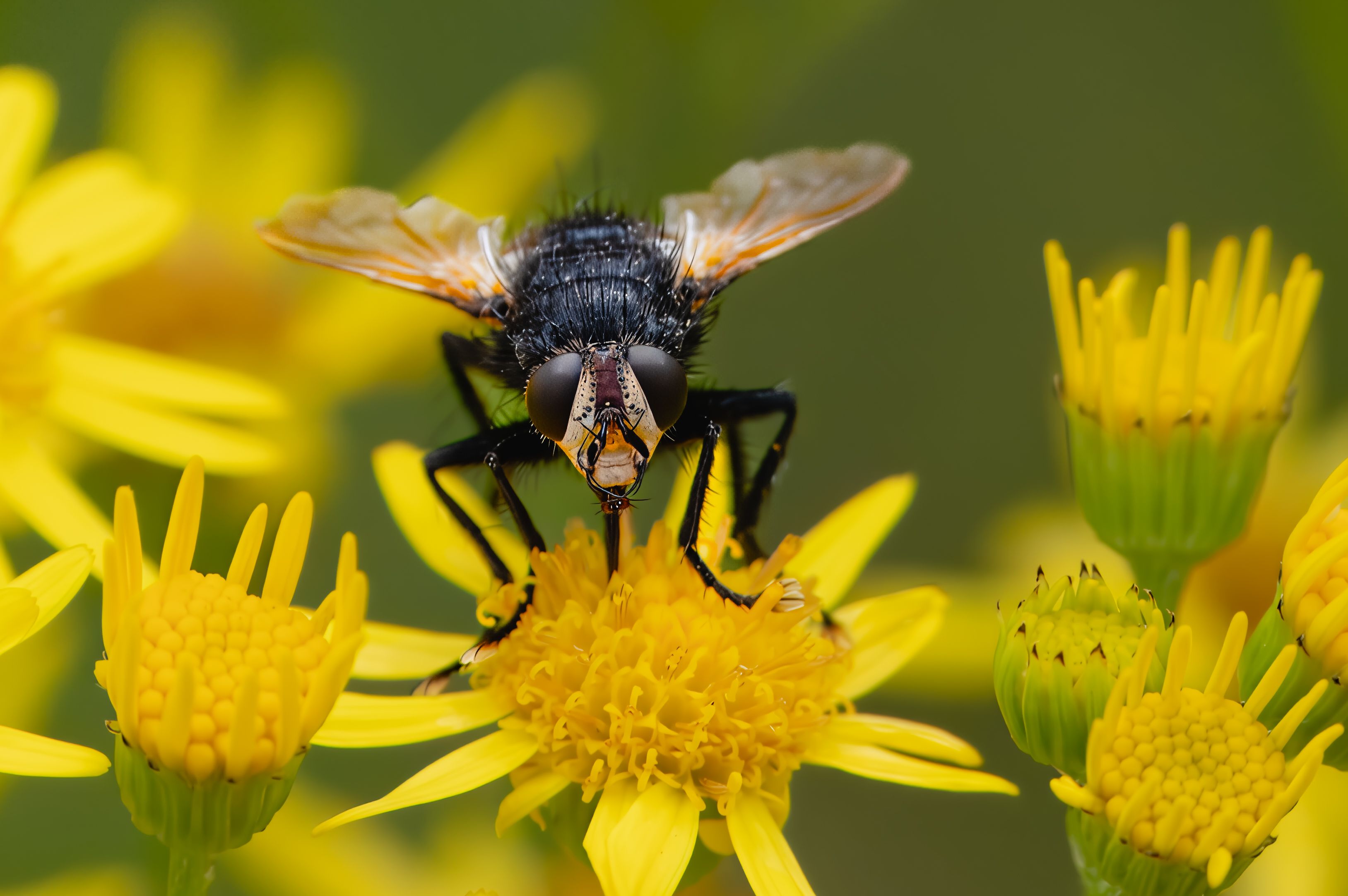 Macro Shot of Fly Pollinating Yellow Flowers · Free Stock Photo