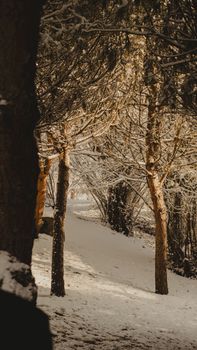 A tranquil forest path covered in snow, surrounded by snow-laden trees during winter.