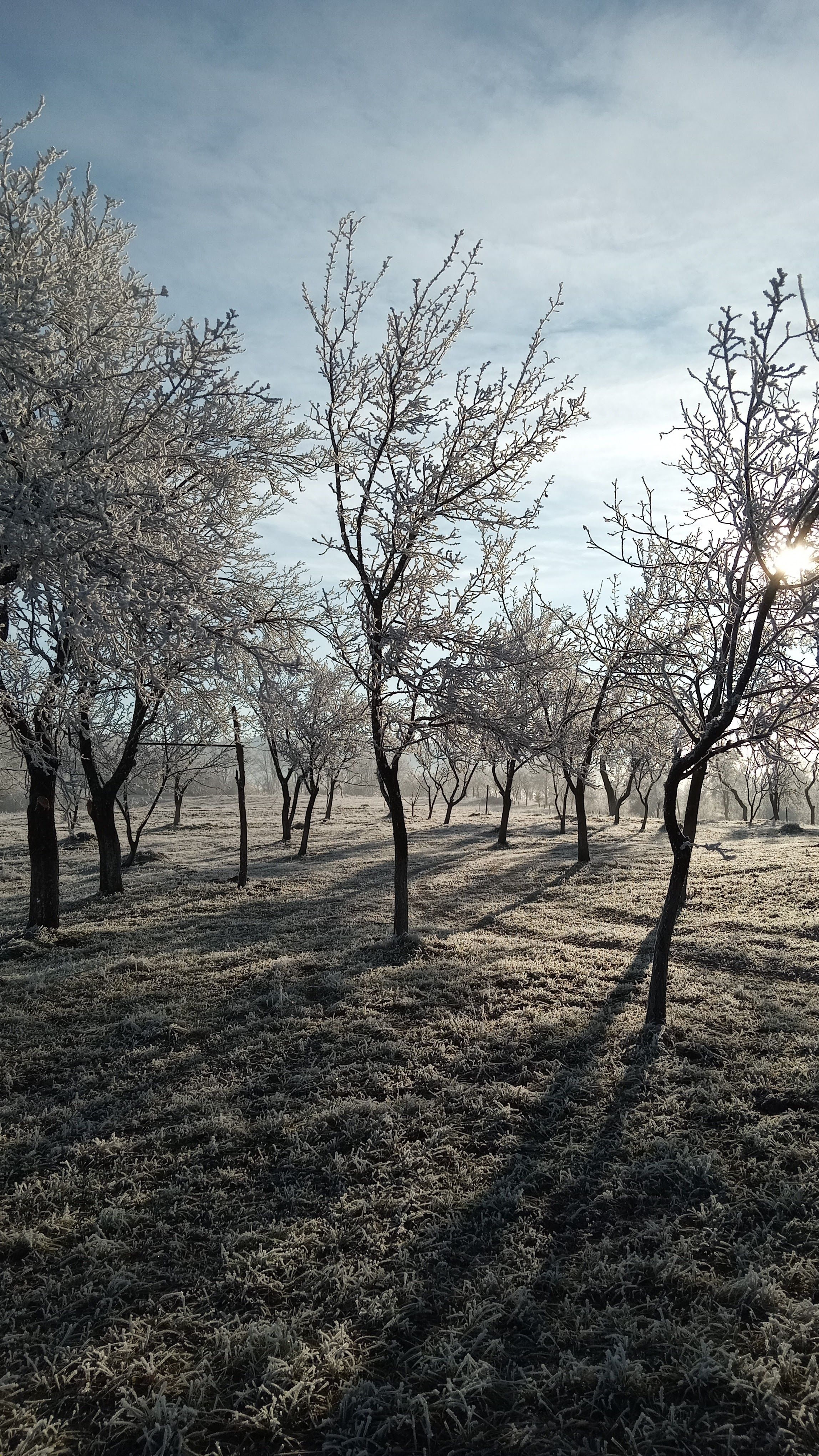 Serene orchard with frosty trees on a bright winter morning. Tranquil nature scene.