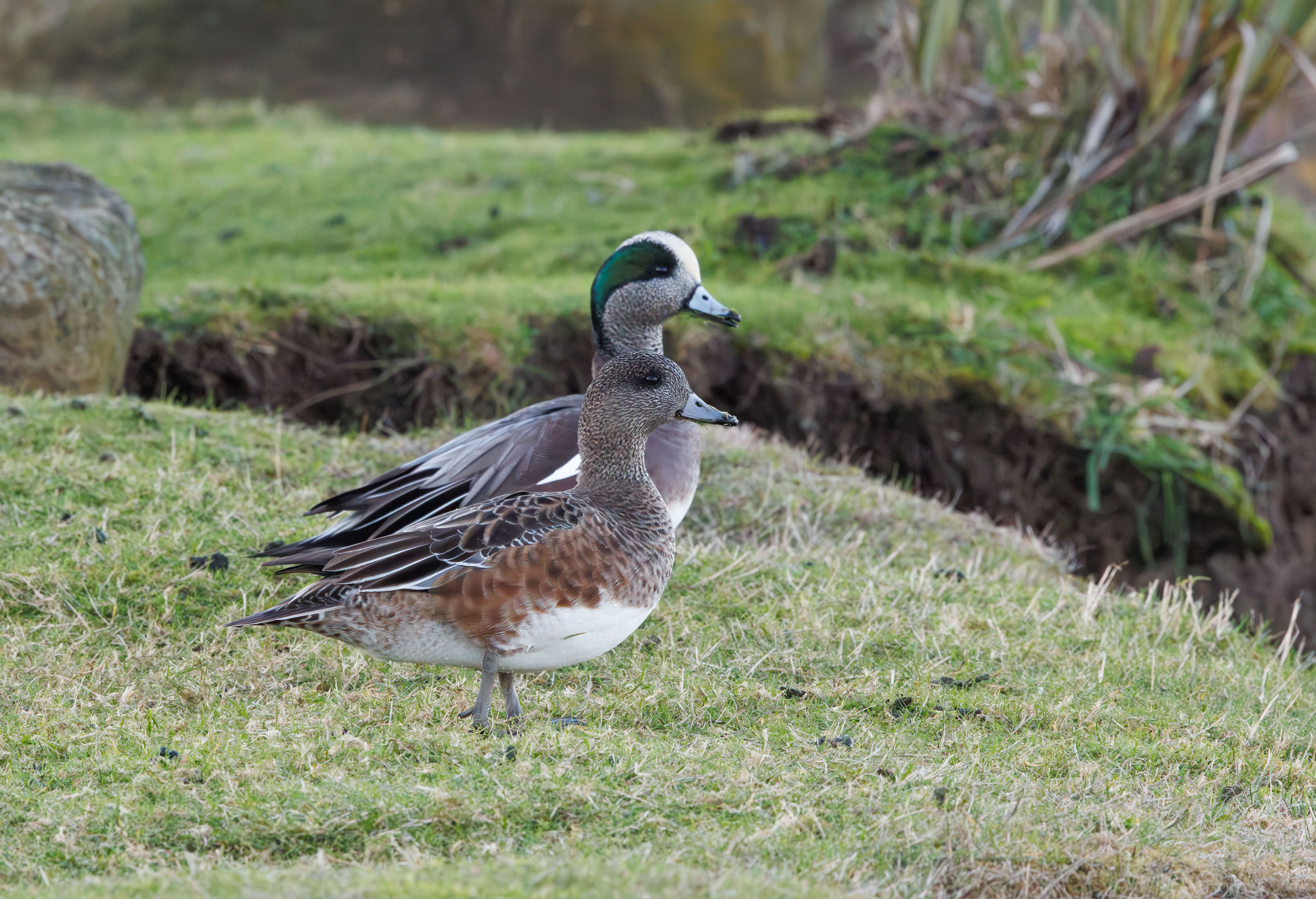 A pair of American Wigeons standing on a grassy bank in a tranquil outdoor setting.