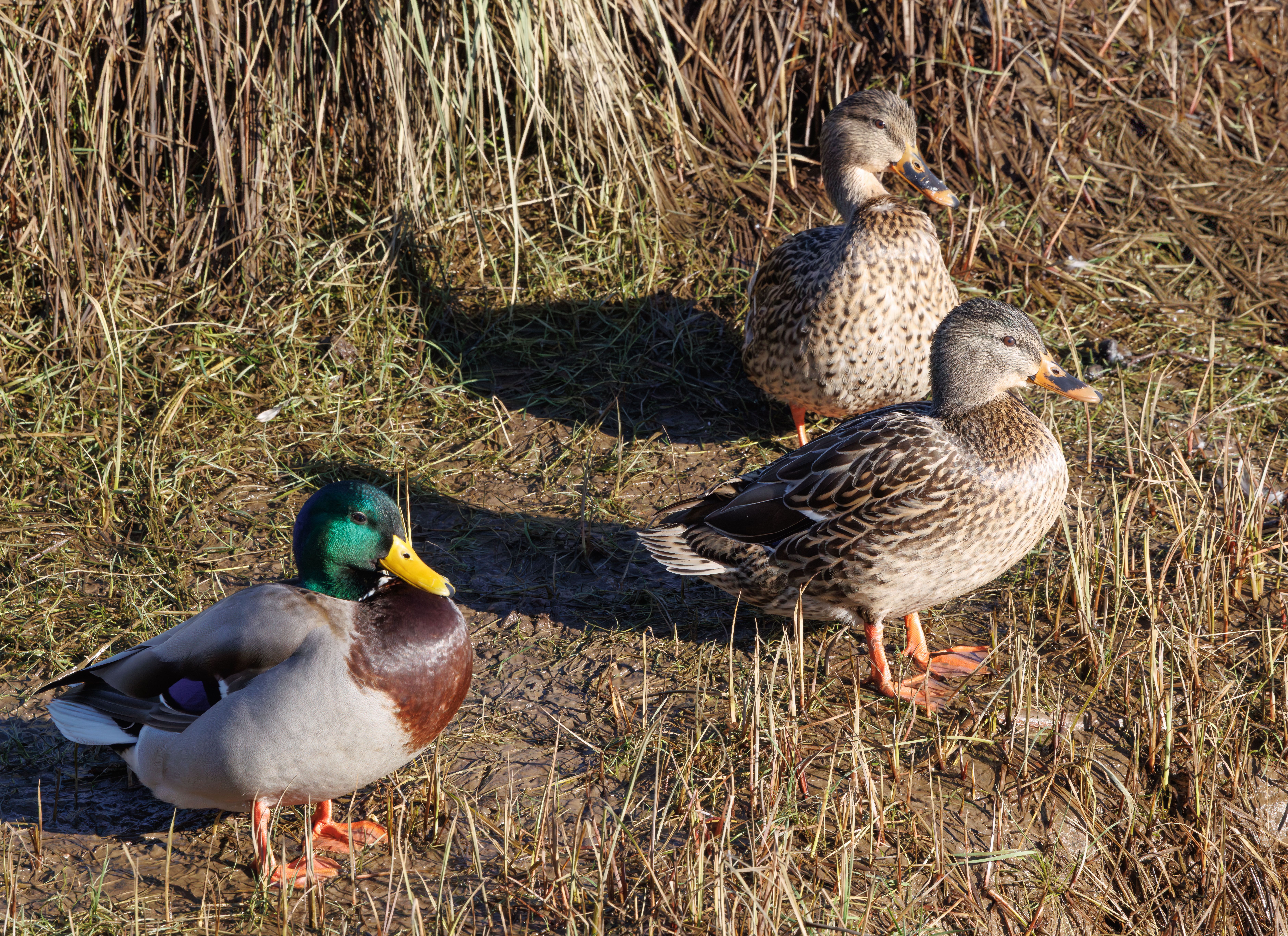 Mallard Ducks in Natural Wetland Habitat · Free Stock Photo