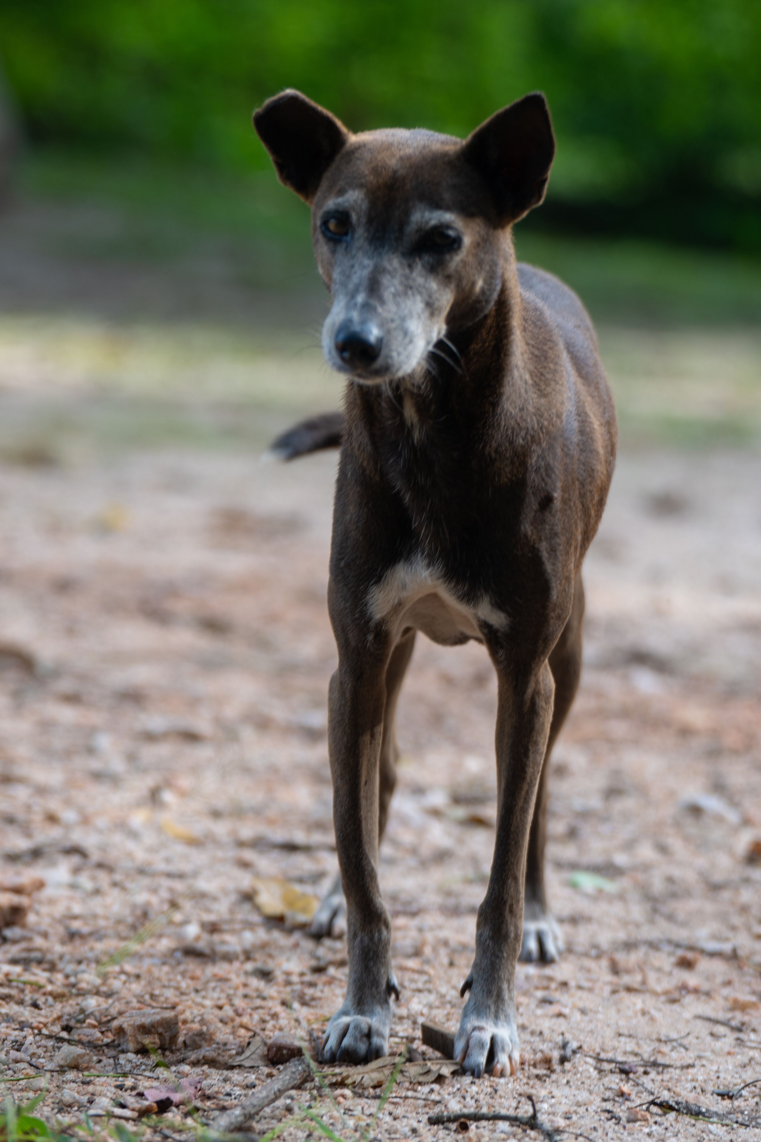 Stray Dog Standing Outdoors in Kandy · Free Stock Photo
