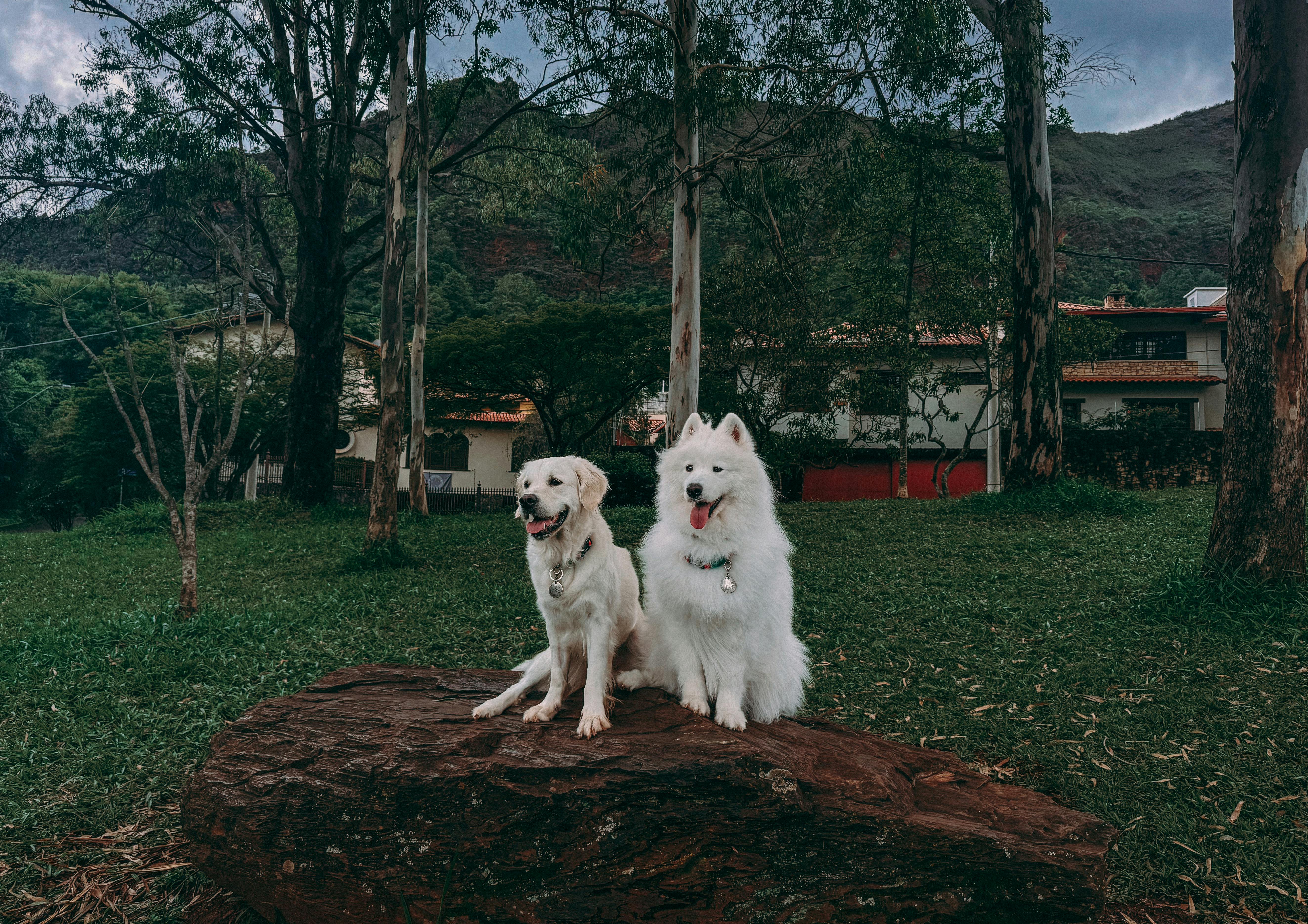 Safe Trees for Pet-Friendly Yards: What to Plant Instead