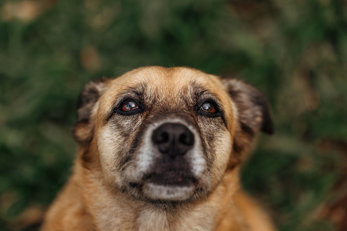 chien de sauvetage montagne - La formation du chien de sauvetage et de son maître