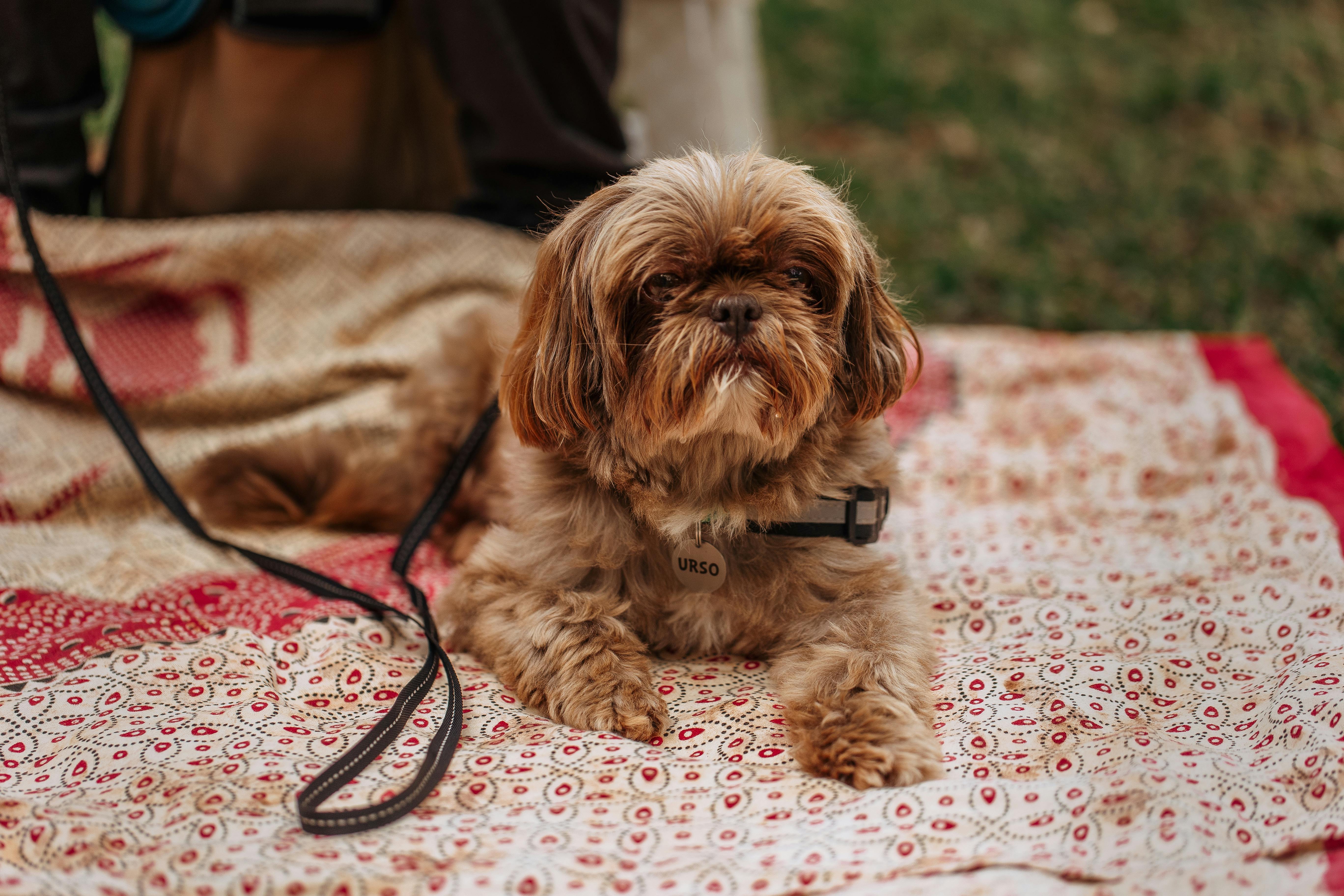 pet lifestyle pets lifestyle — Photo by Helena Lopes on Pexels