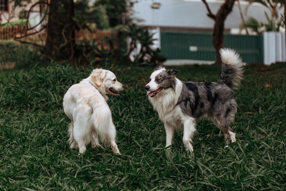 How to Introduce a Puppy to Other Dogs (the Neutral-Territory Protocol)