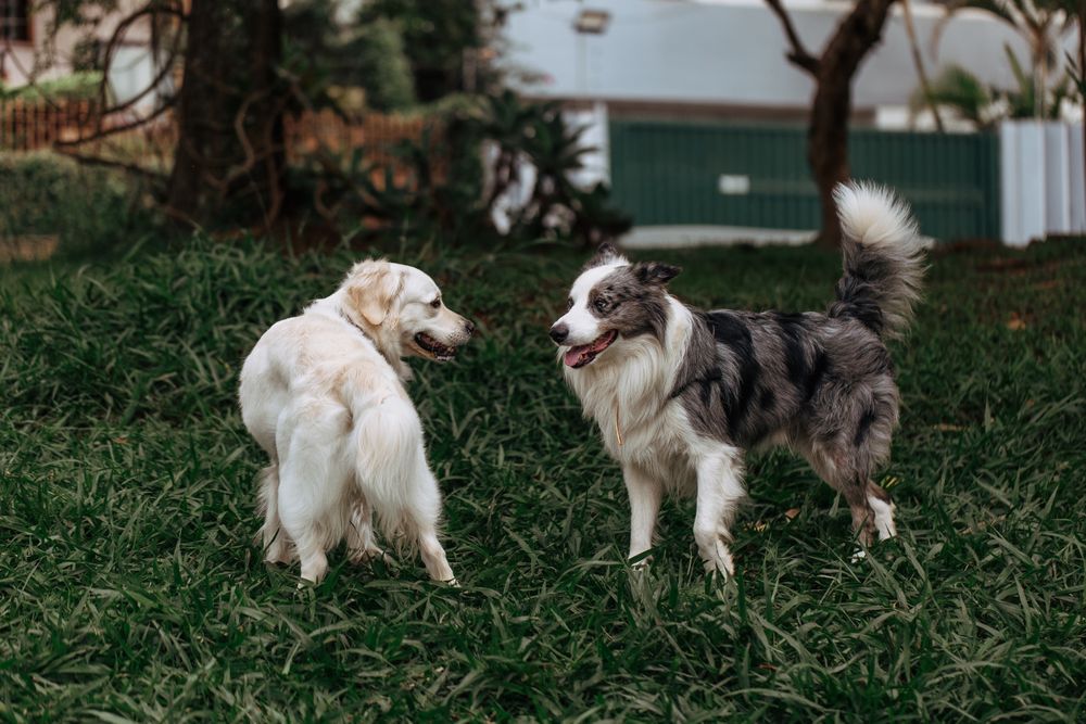 Dos perros jugando juntos en un jardín (fotografía de referencia, no trabajo propio)