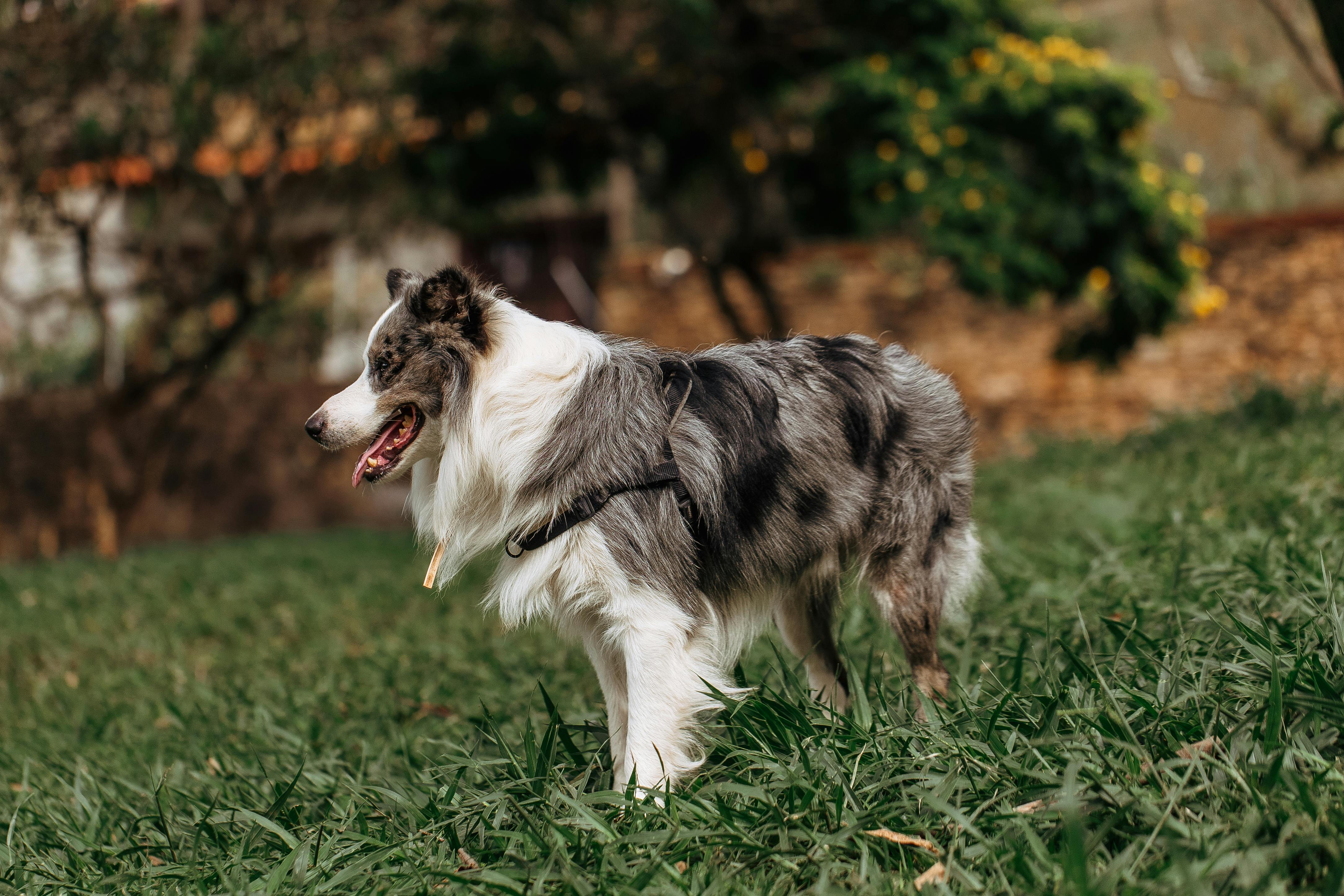 pet lifestyle, pets lifestyle, pet lifestyle store, more lifestyle pets, pet lifestyle bhopal, pet lifestyle centre, pet life