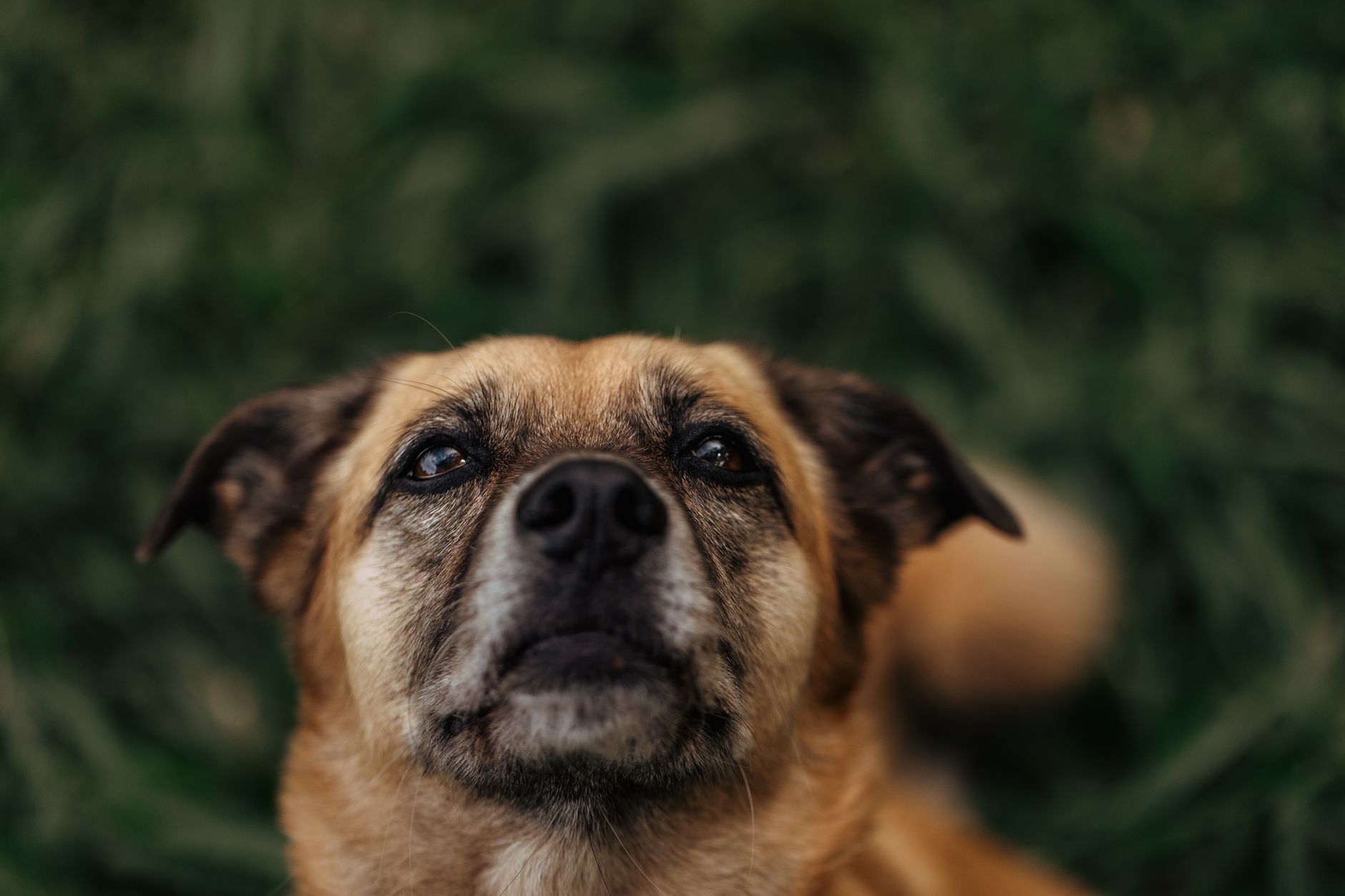 Portrait of a dog at a veterinary clinic