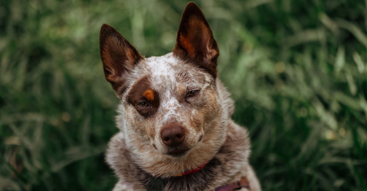 Australian Cattle Dog