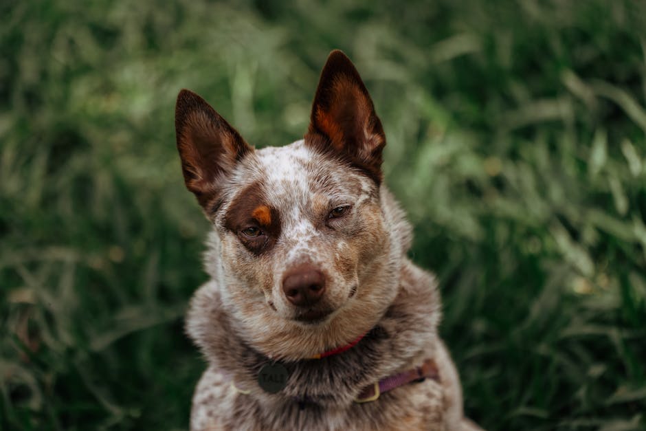 Why One-Size Dog Crates Fail—What Vets Recommend An Australian Cattle Dog sitting on lush green grass, showing a friendly expression.