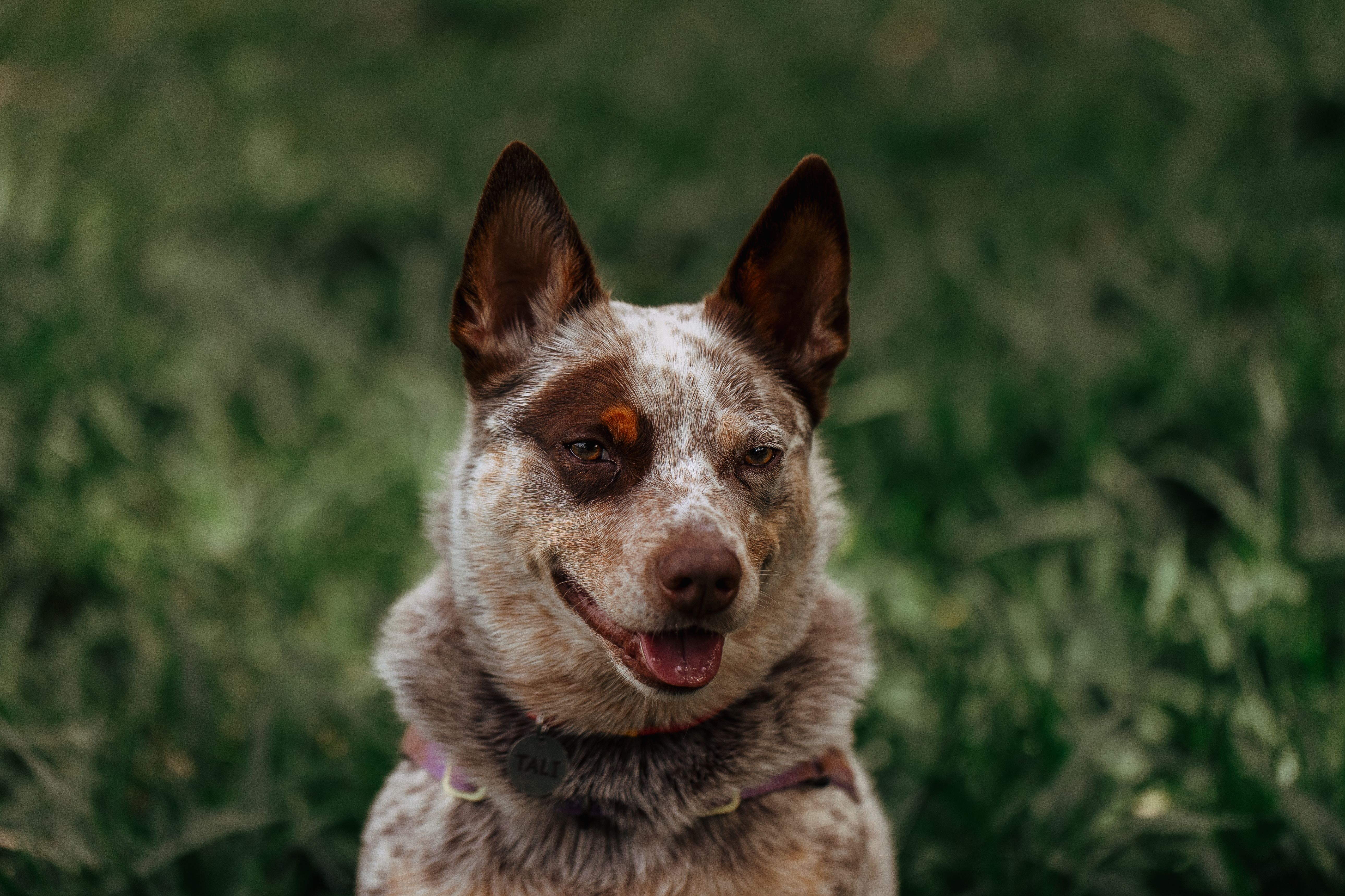 Gps Collar  Australian Cattle Dog On Large Rural Property