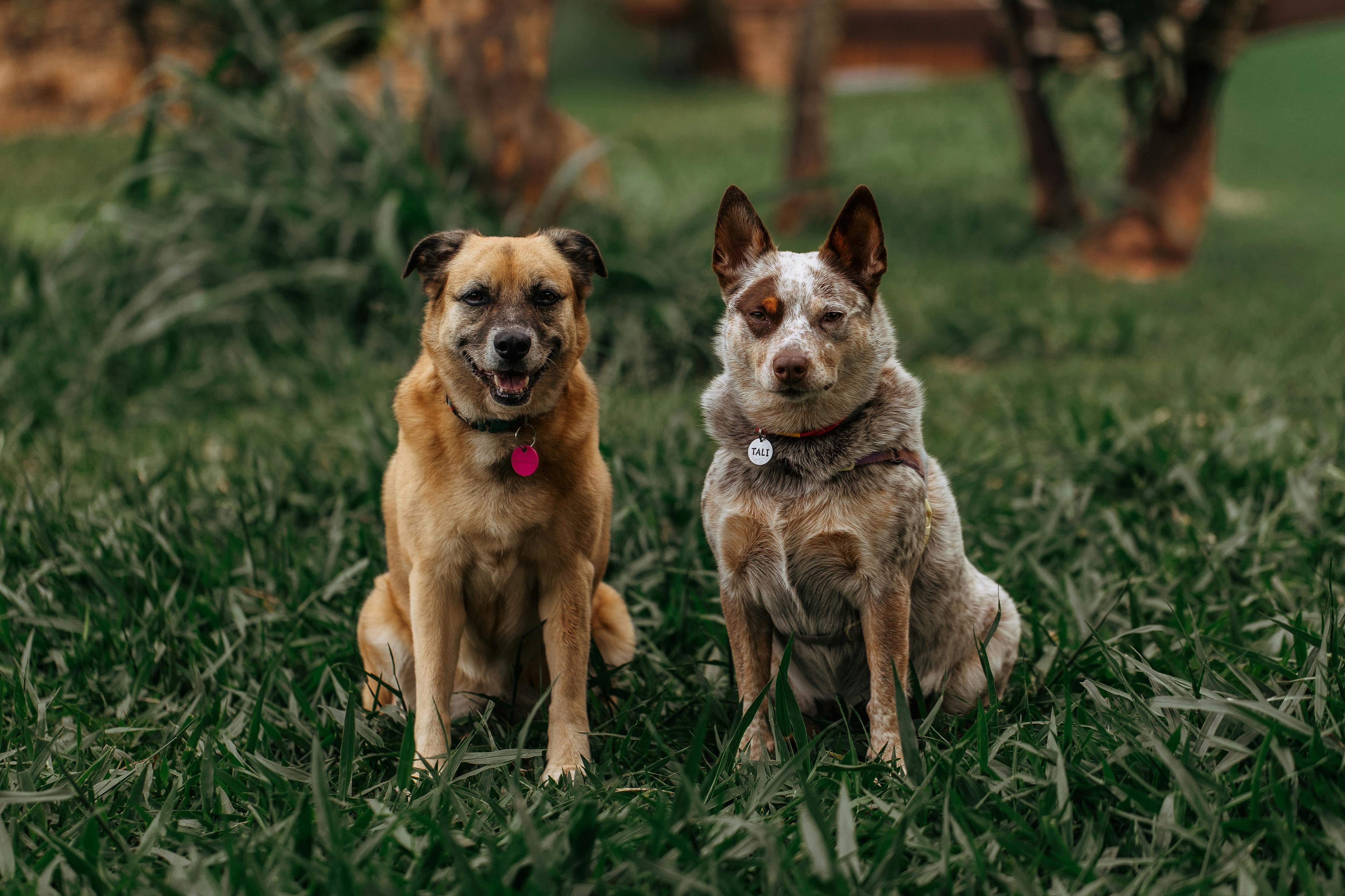 Dogs as Lifestyle Companions: What This Means for Brands &amp; Retailers — Photo by Helena Lopes on Pexels
