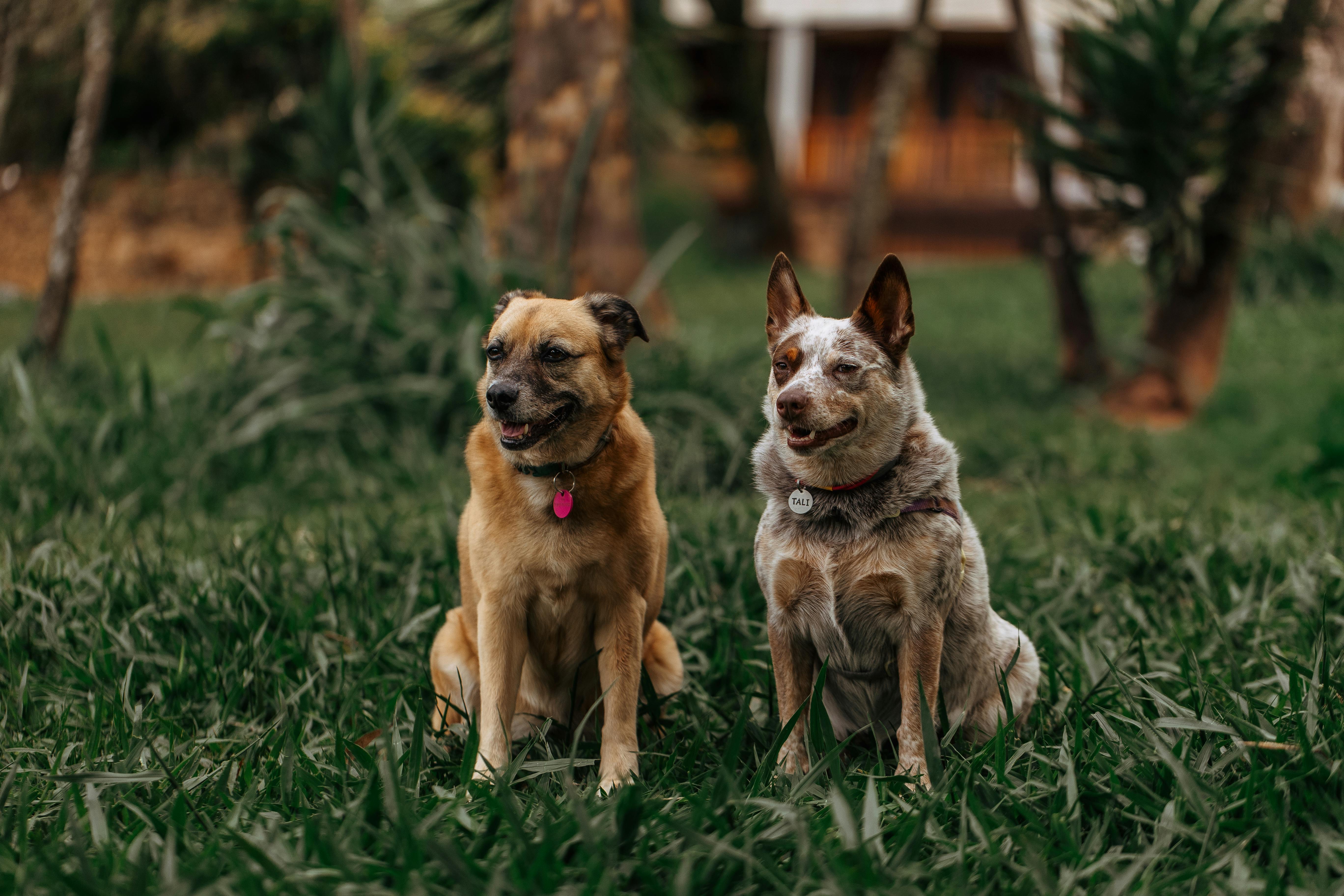 Two dogs relaxing in a vibrant green garden setting. Ideal for pet and outdoor themes.