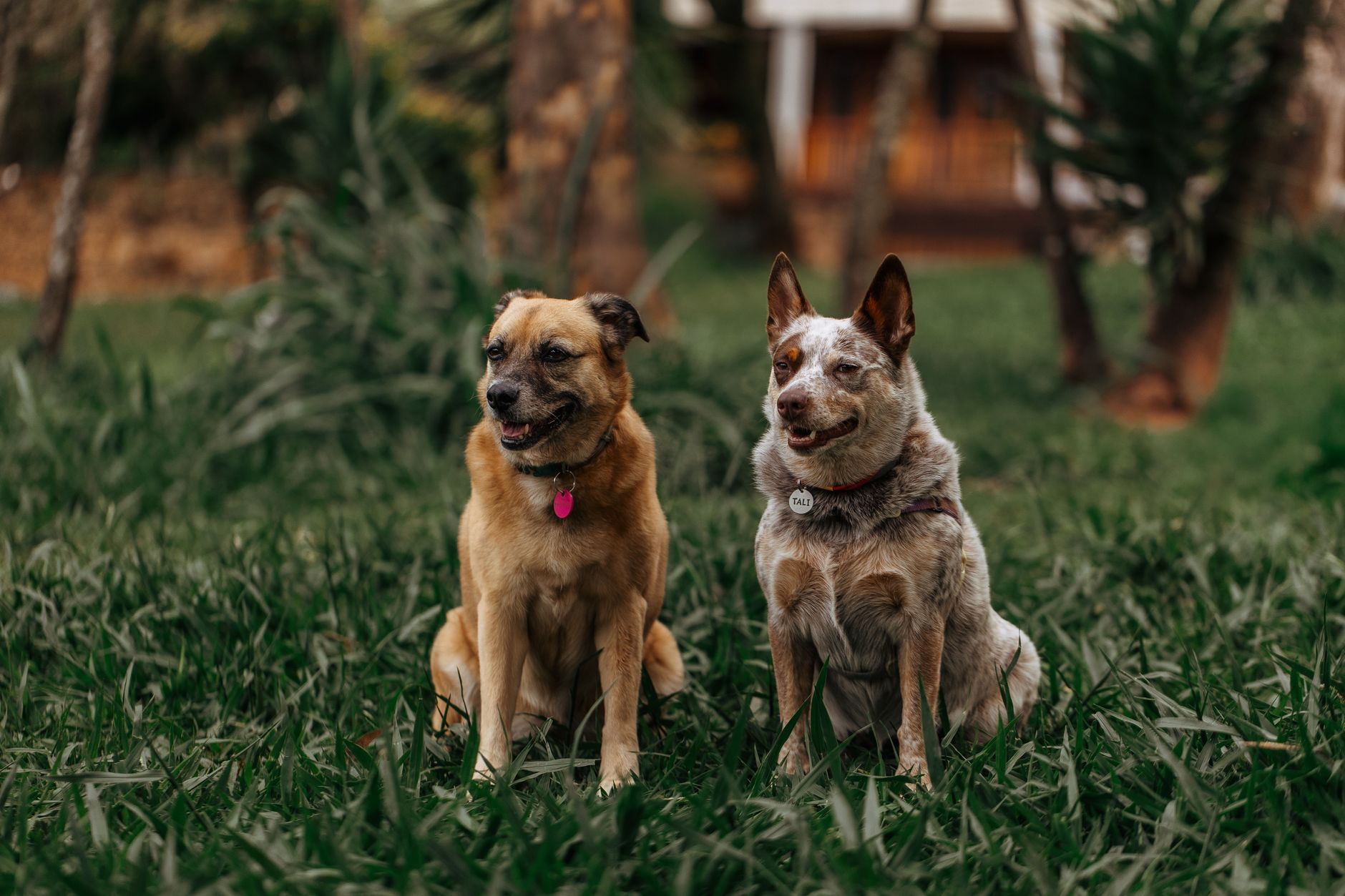 Dog Names