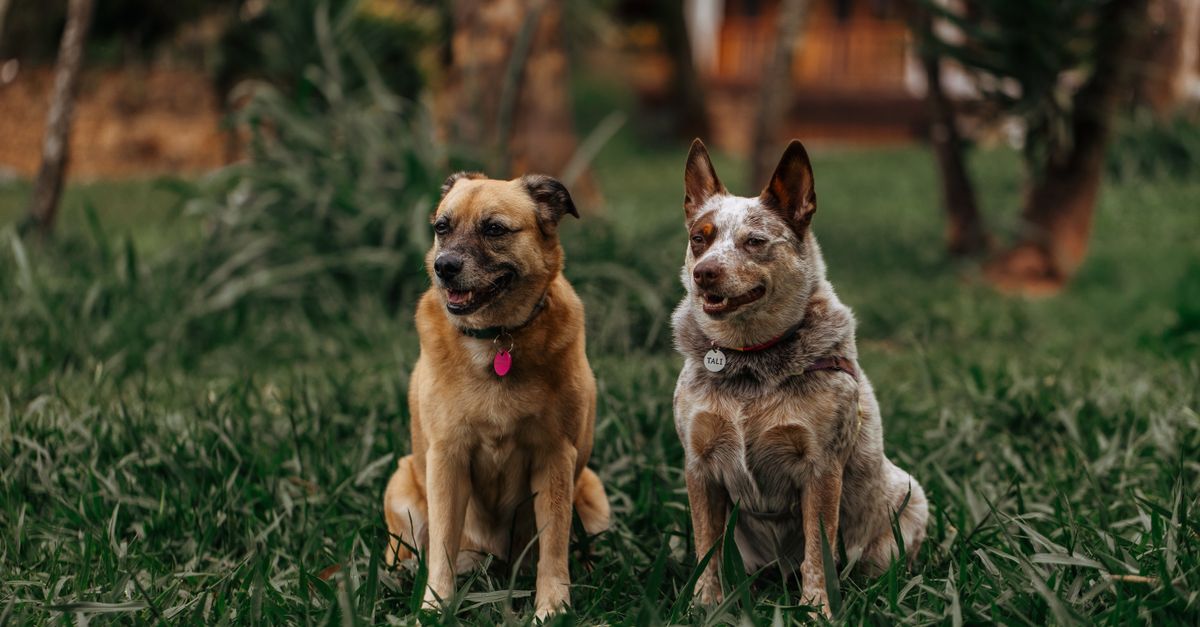 Your First Time Hosting a Return-to-Office Pup: A New Sitter Guide