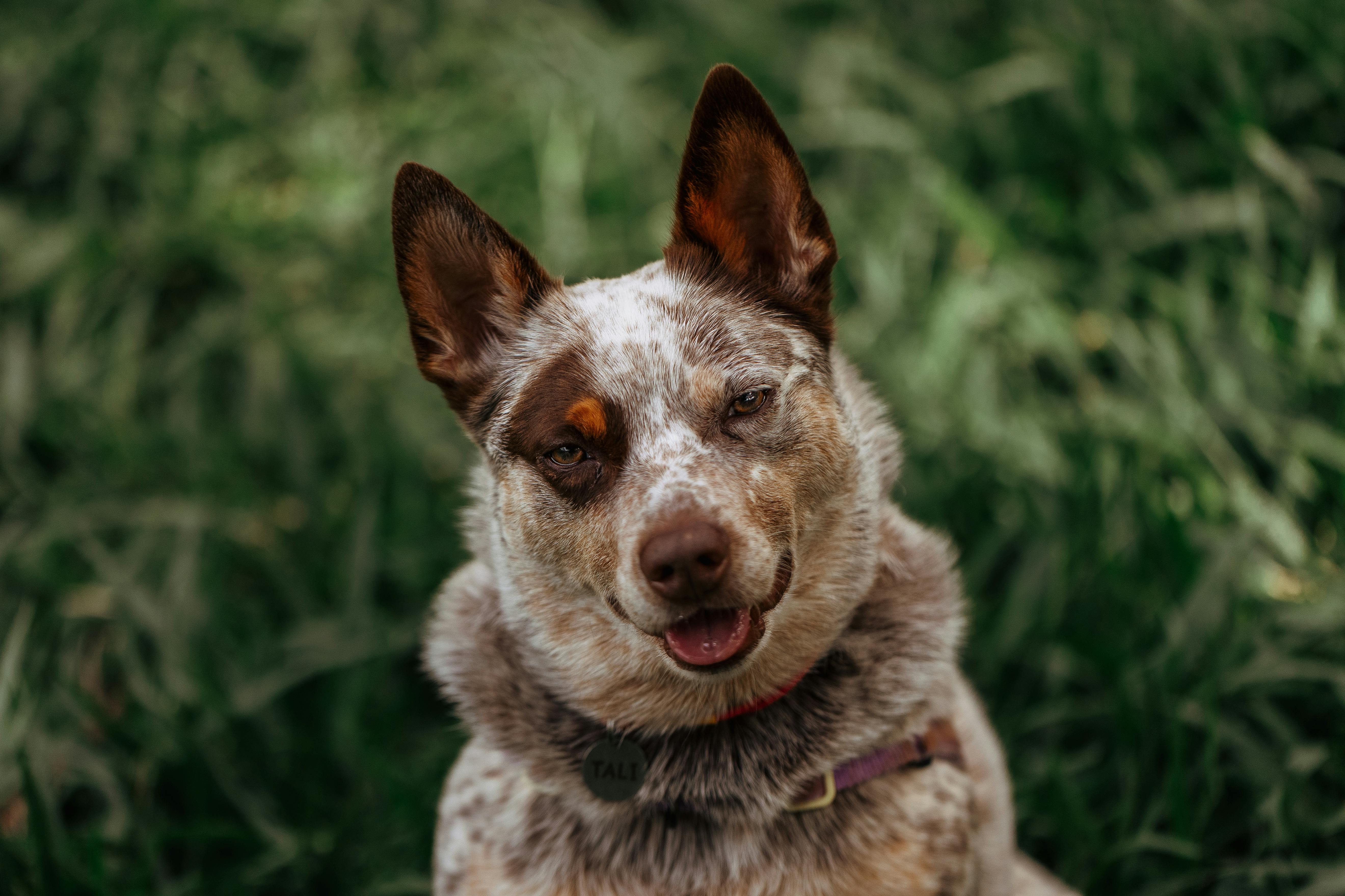 pet care, pet health, pet safety, pet grooming — Photo by Helena Lopes on Pexels