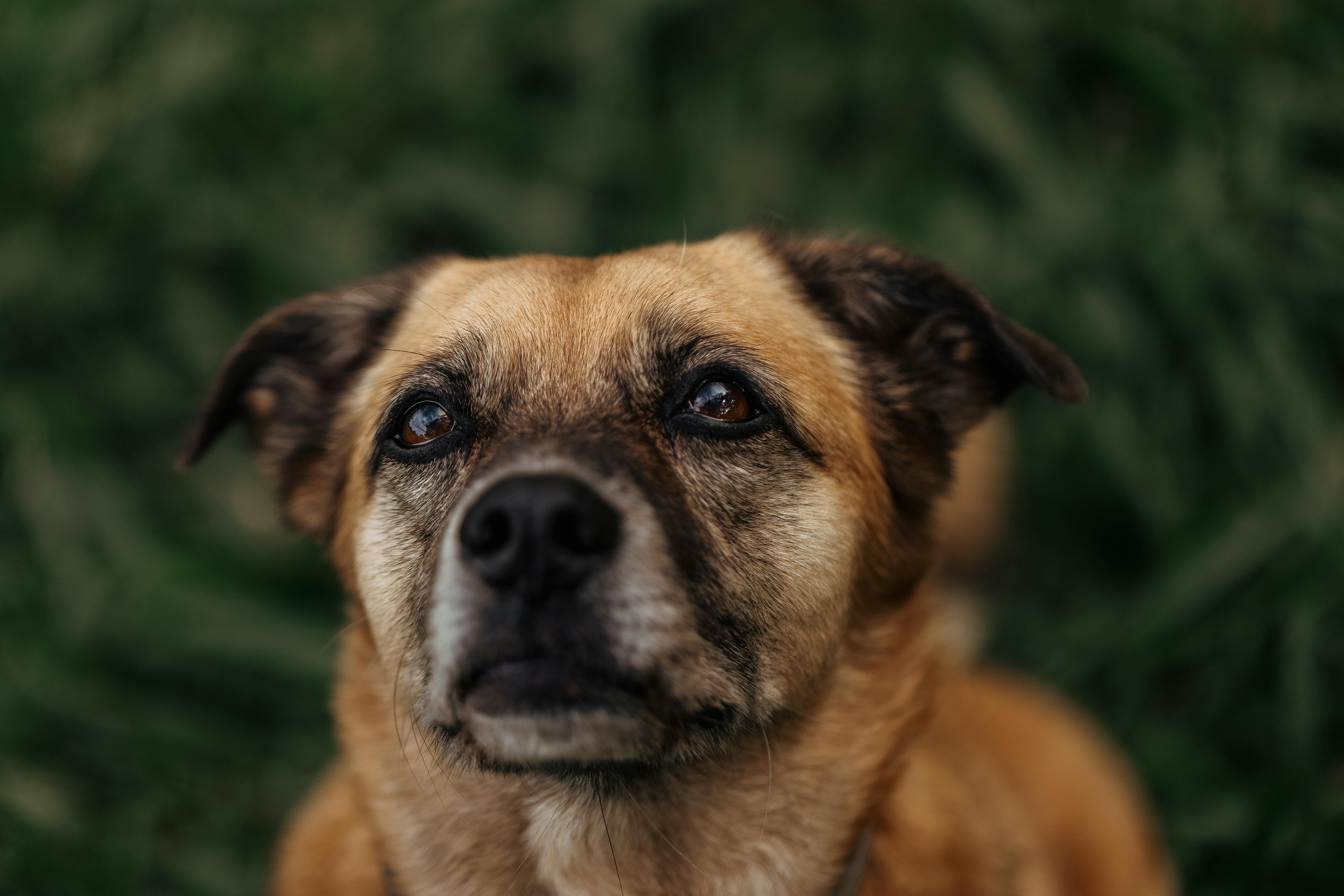 A close-up of a brown mixed breed dog with expressive eyes, set against a green grassy background.