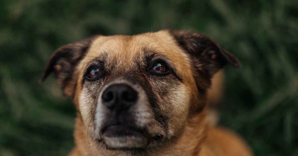 Dry Itchy Skin in Senior Dogs: Causes and Remedies That Actually Help