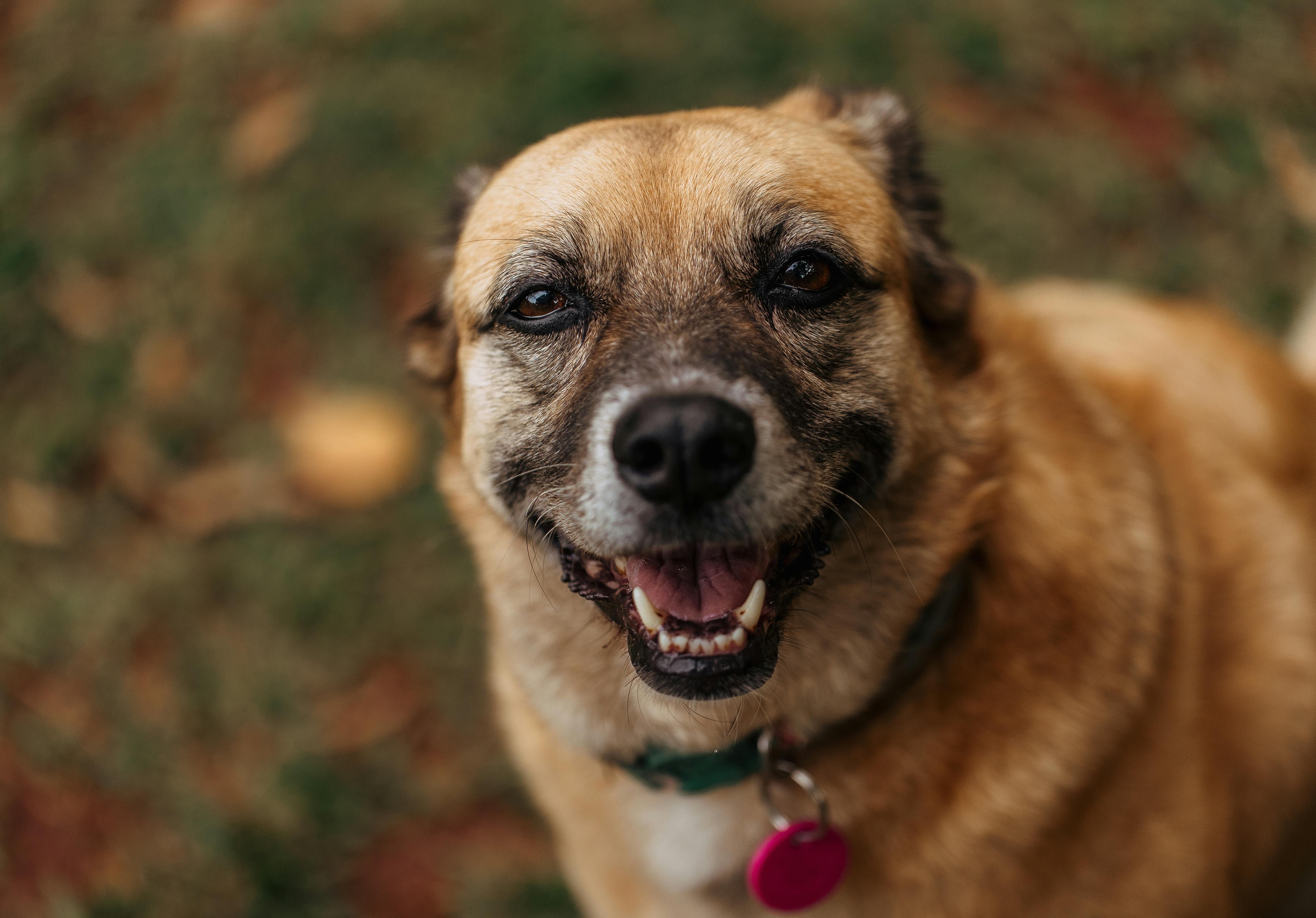 A cheerful brown dog wearing a collar and tag, looking happy in an outdoor setting.
