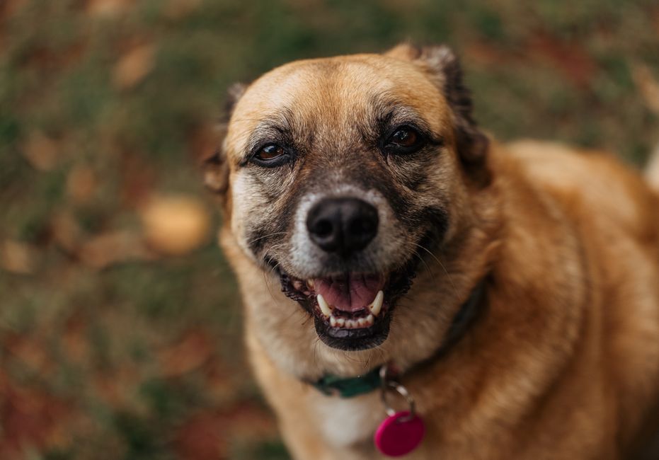 A cheerful brown dog wearing a collar and tag, looking happy in an outdoor setting.