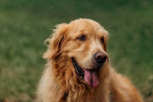 Free A joyful Golden Retriever with its tongue out, enjoying a day outside. Stock Photo