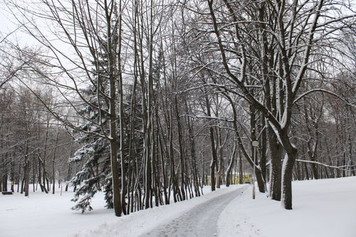 Free Peaceful winter scene featuring a snow-covered path through a tranquil forest. Stock Photo