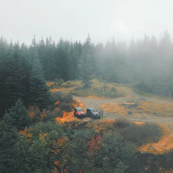Misty morning landscape with SUVs in a foggy autumn forest, creating a serene atmosphere.