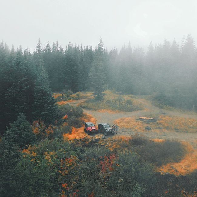 Misty morning landscape with SUVs in a foggy autumn forest, creating a serene atmosphere.