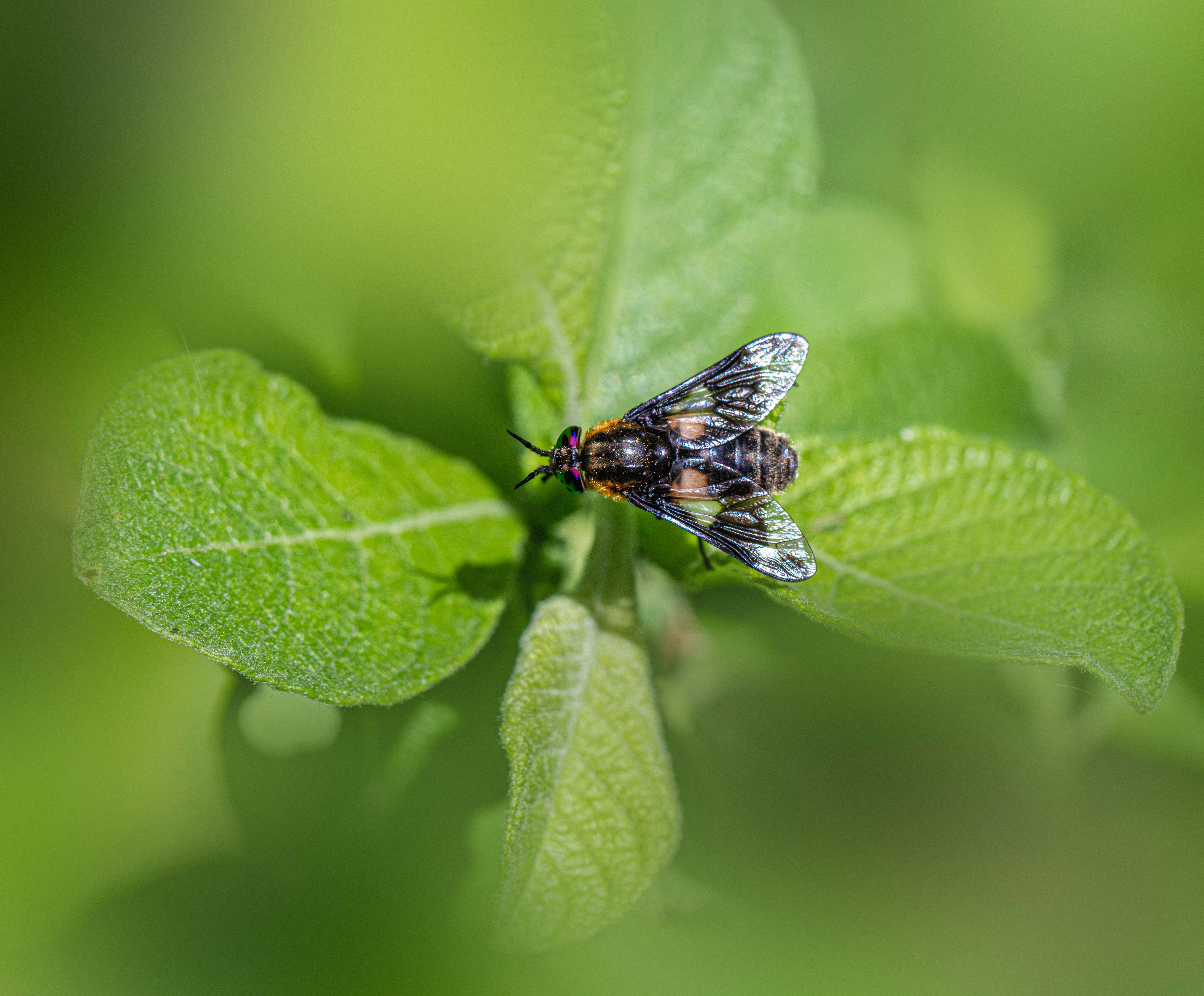 Close-up of a Fly on Green Leaf Outdoors · Free Stock Photo