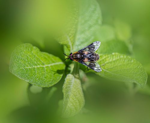 Free Macro shot of a fly perched on a vibrant green leaf in natural sunlight. Stock Photo