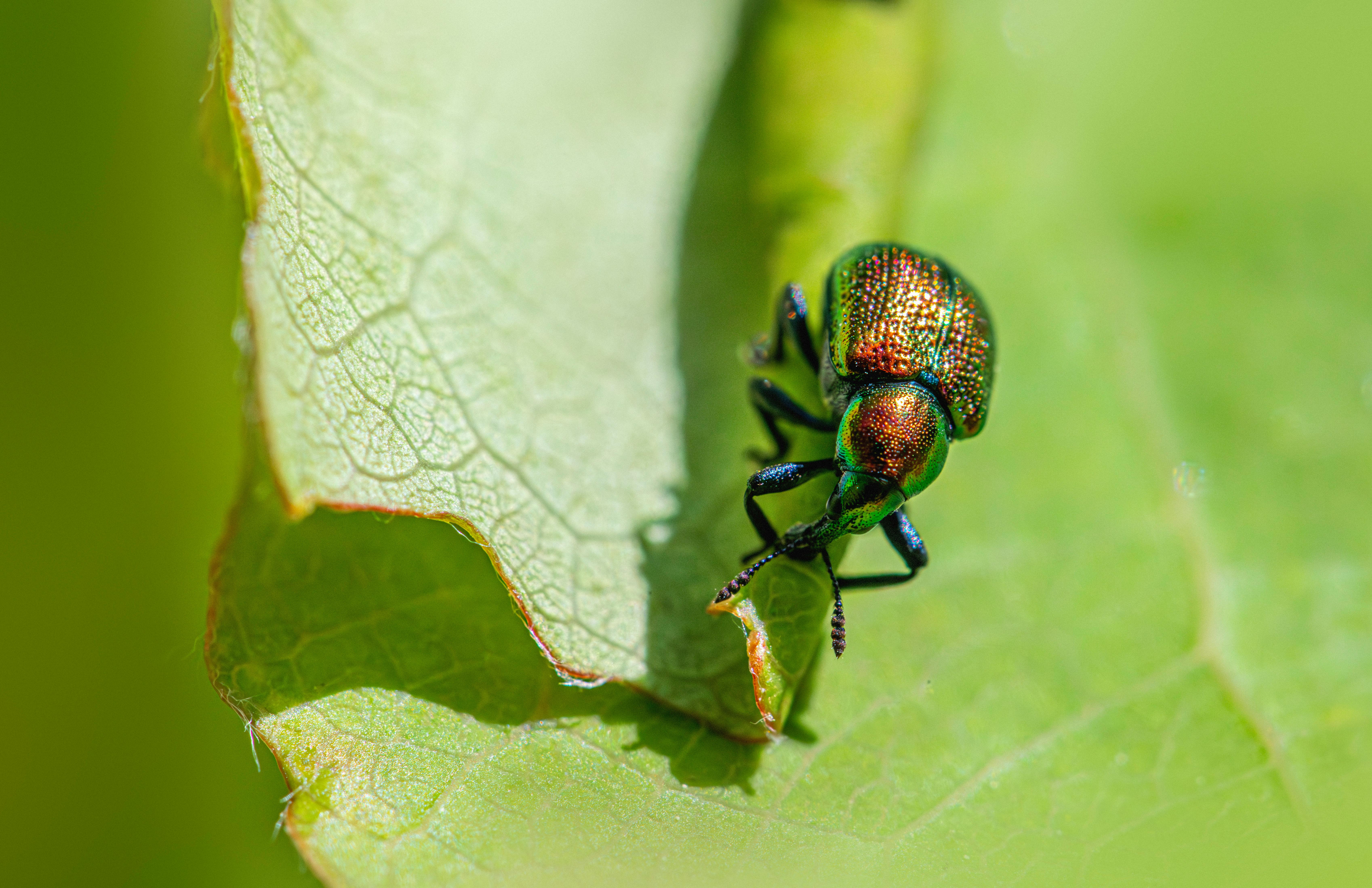 The #1 Pest Control Technician Website Builder in Sacramento, CA