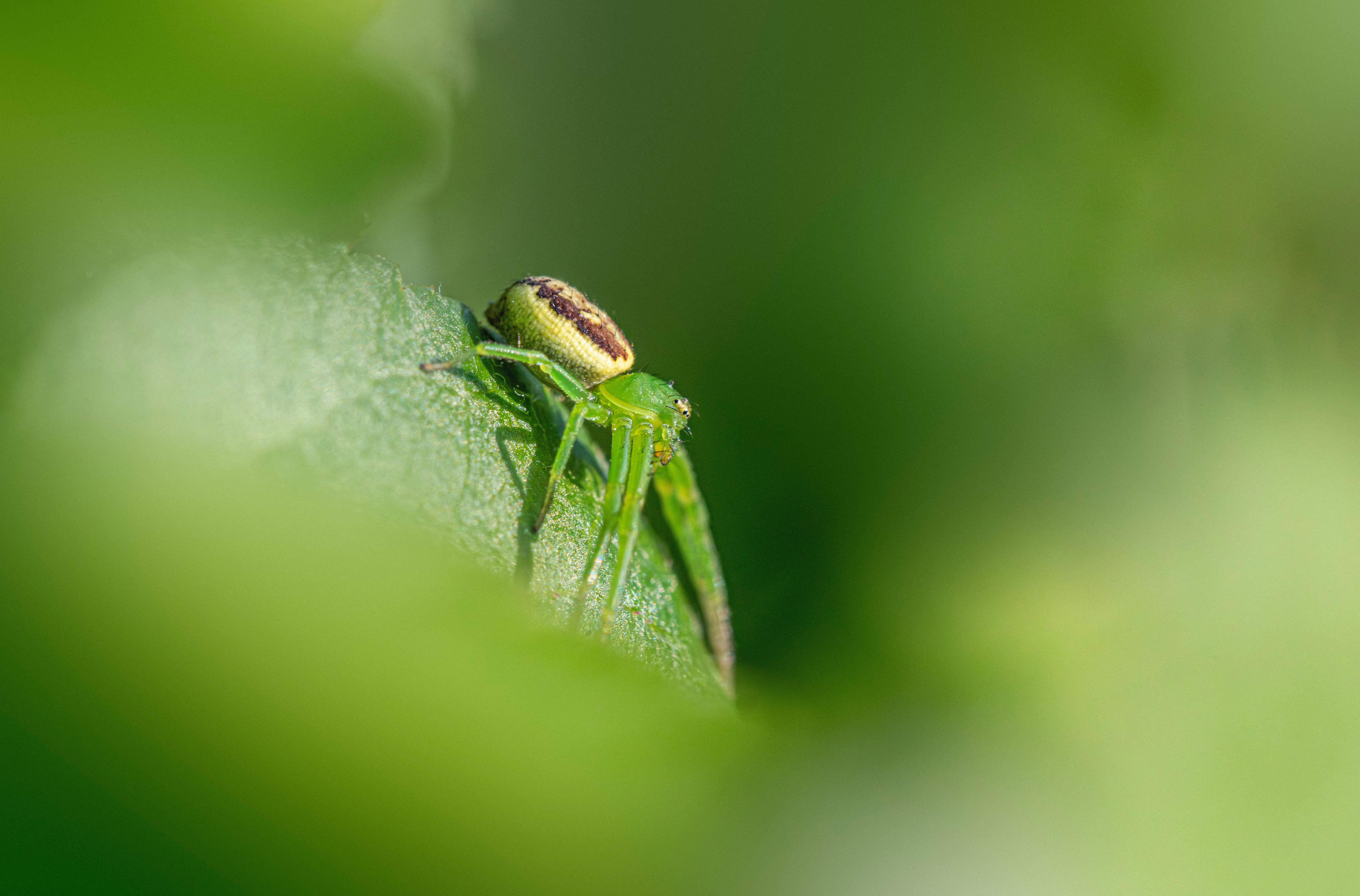 Close‑up macro view of a silverfish showing its silvery scales and elongated body