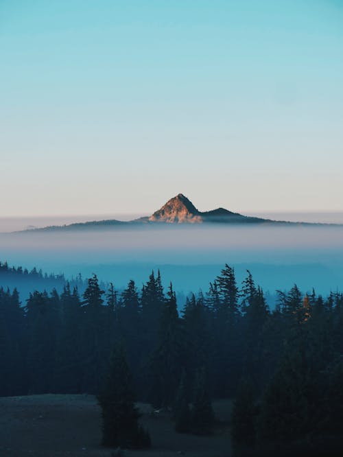 Free Trees on Mountain Stock Photo