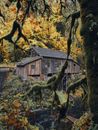 Weathered wooden house located in autumn forest with yellow trees above small creek in countryside