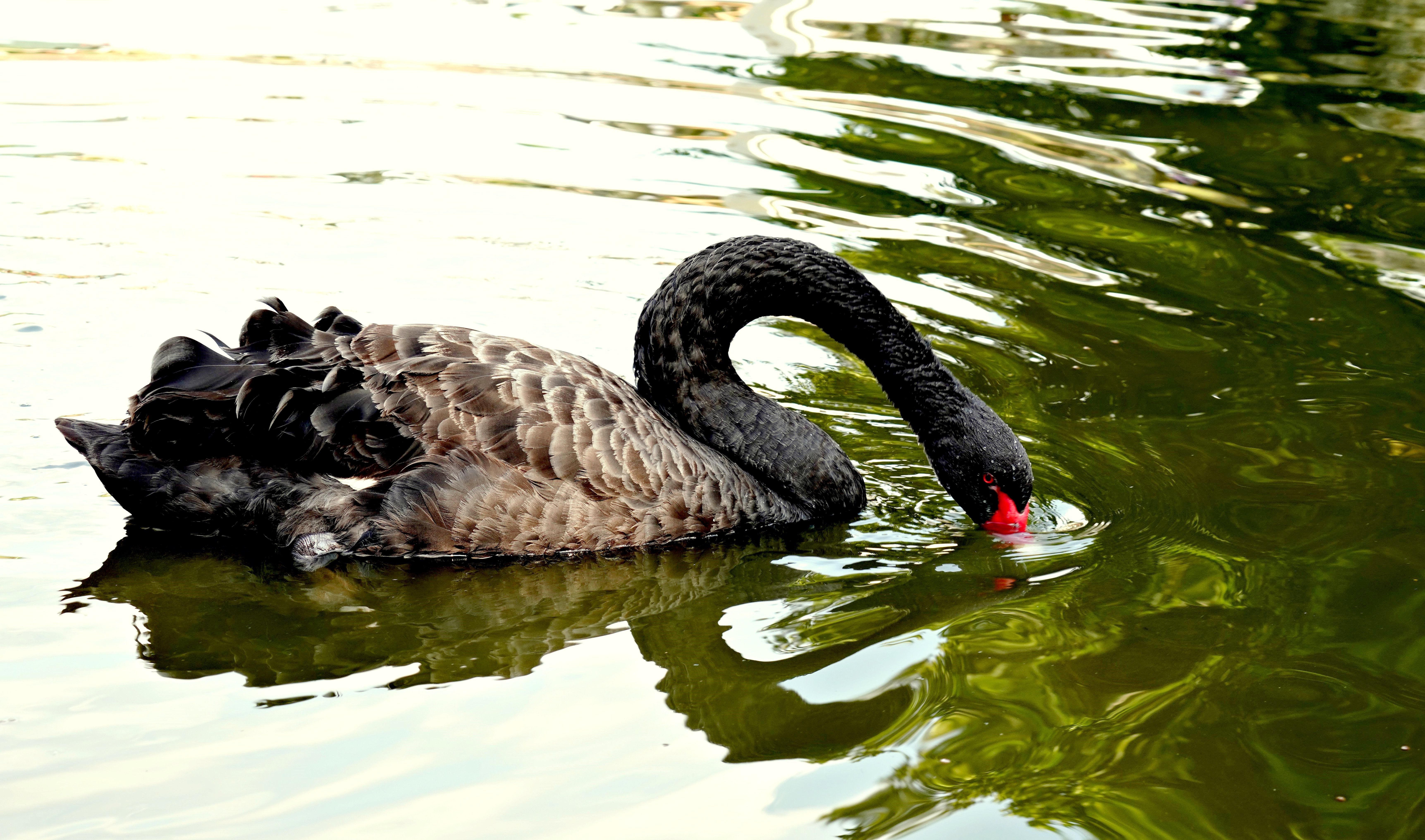 An Emerging Black Swan Threatening Tech Stocks While Favoring Real Assets