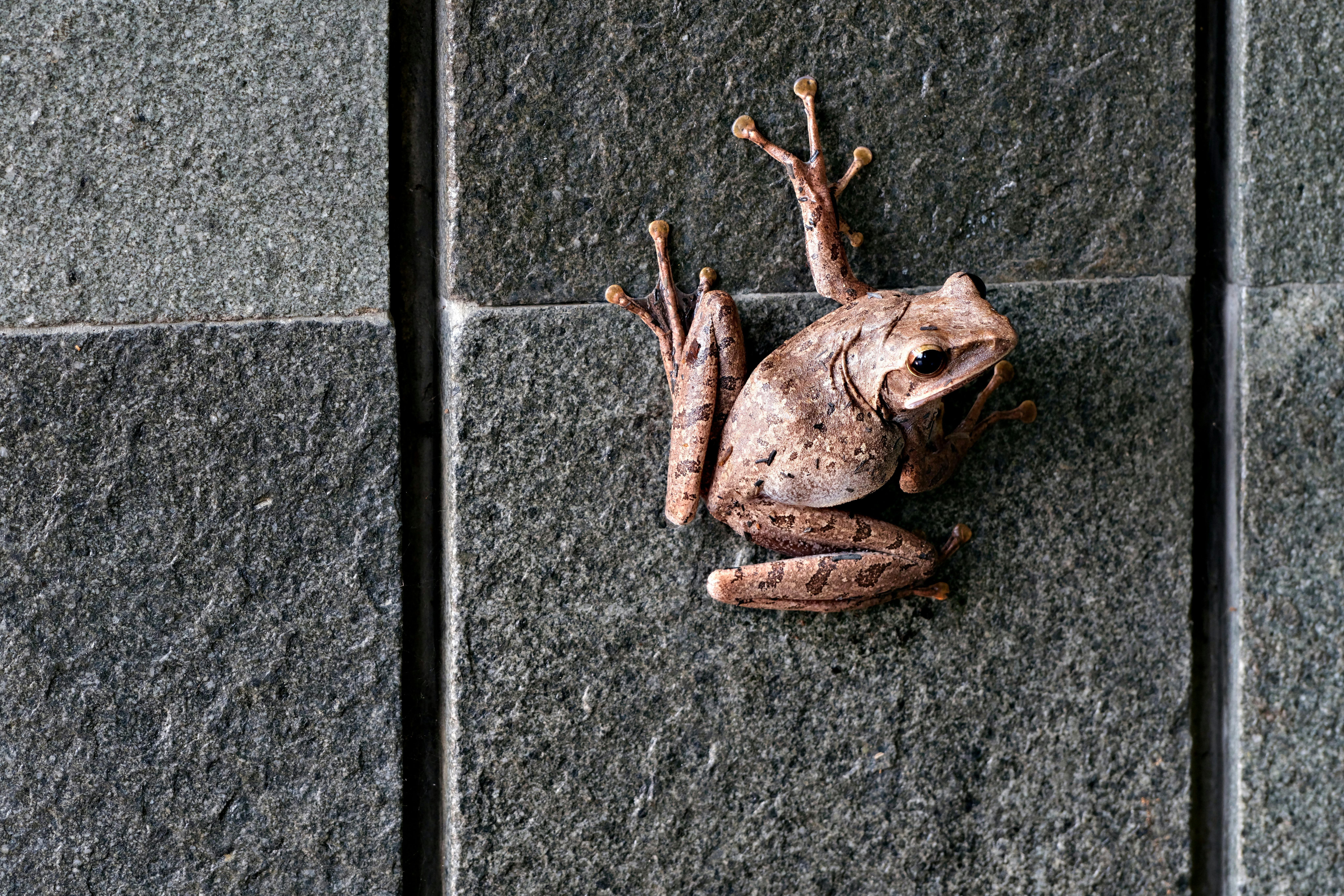 Nlp Bandler Frogs Into Princes