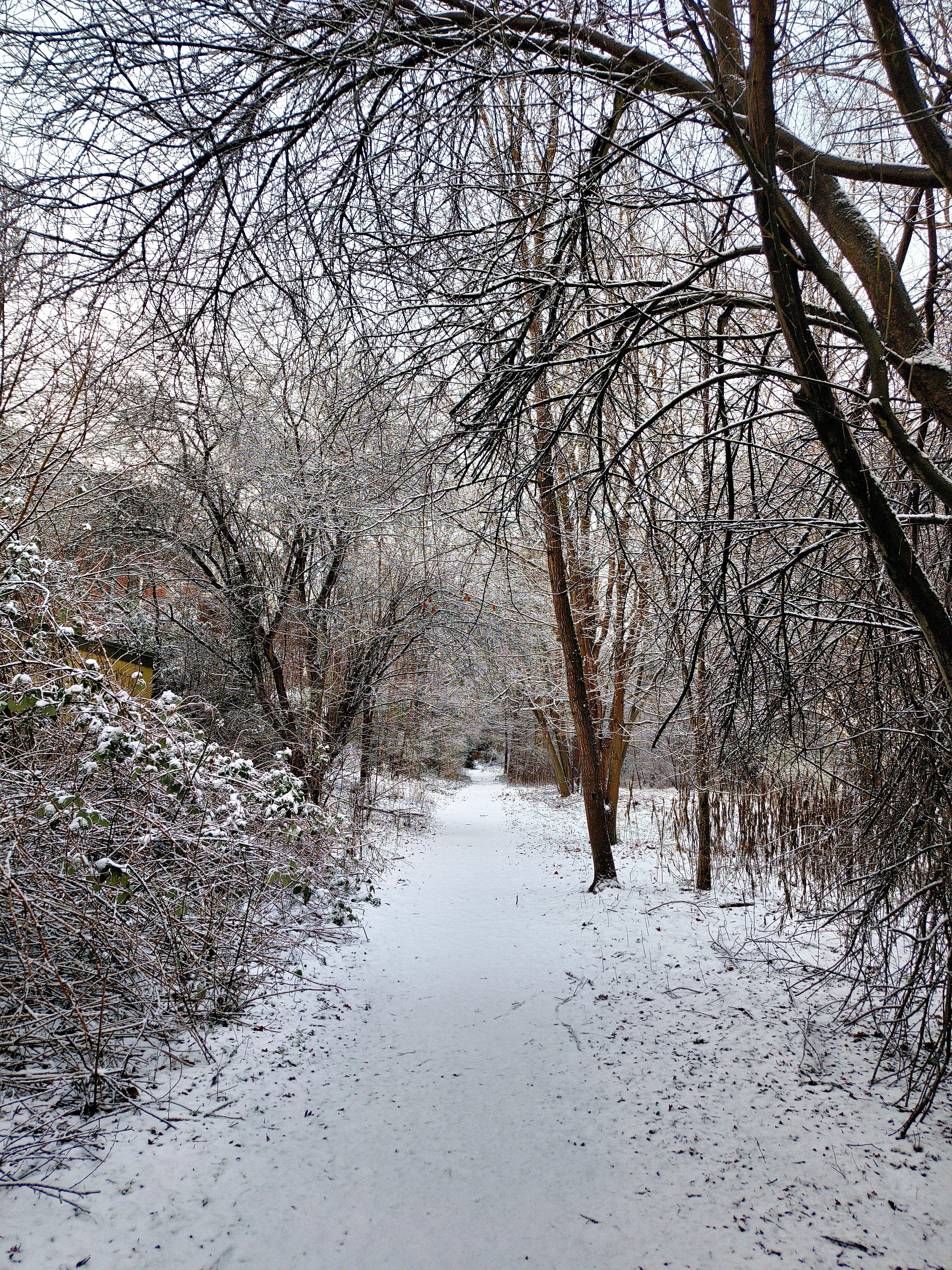 Winter Wonderland Path through Snowy Forest · Free Stock Photo
