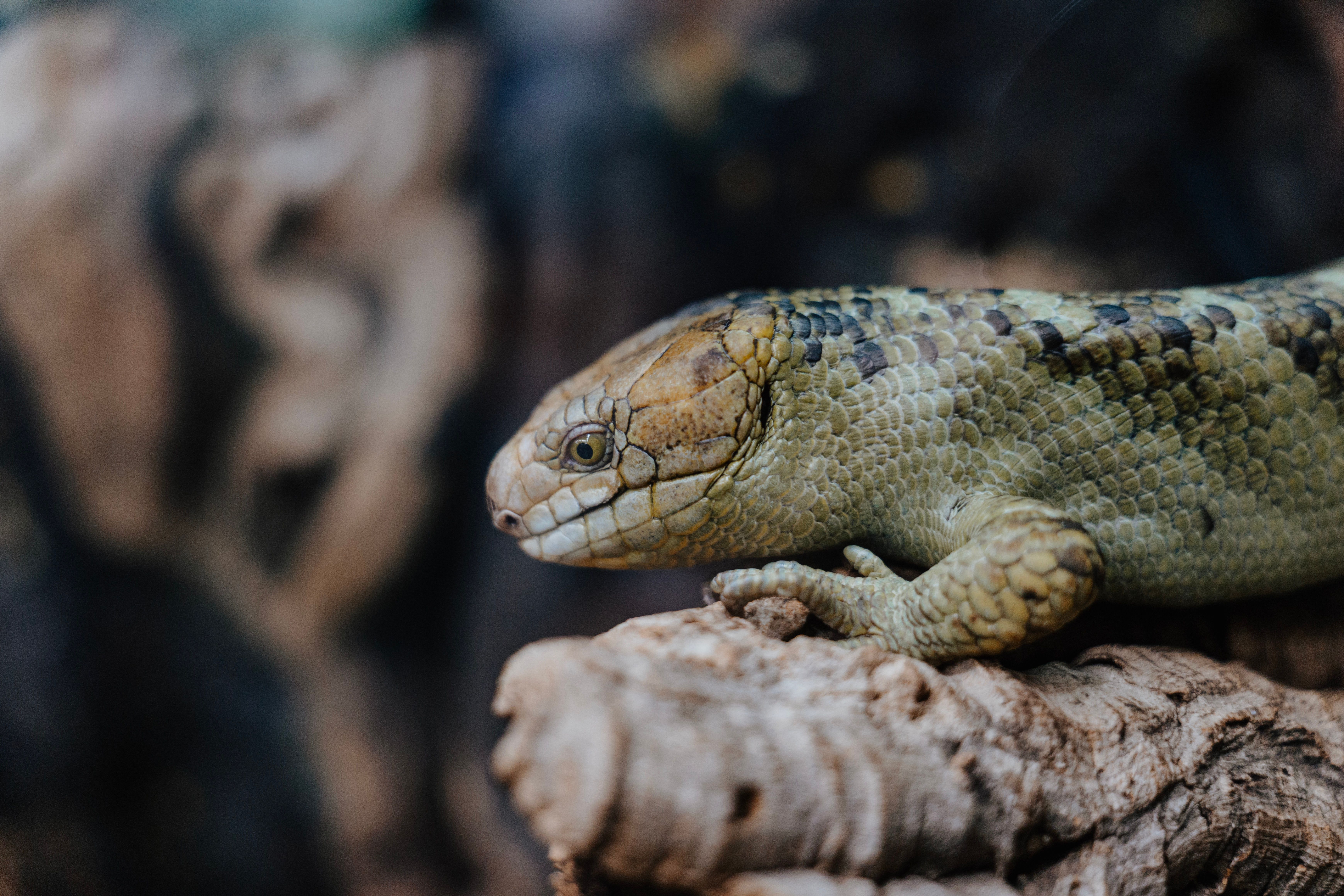 Close-up of a Smaug Giganteus on a Branch · Free Stock Photo