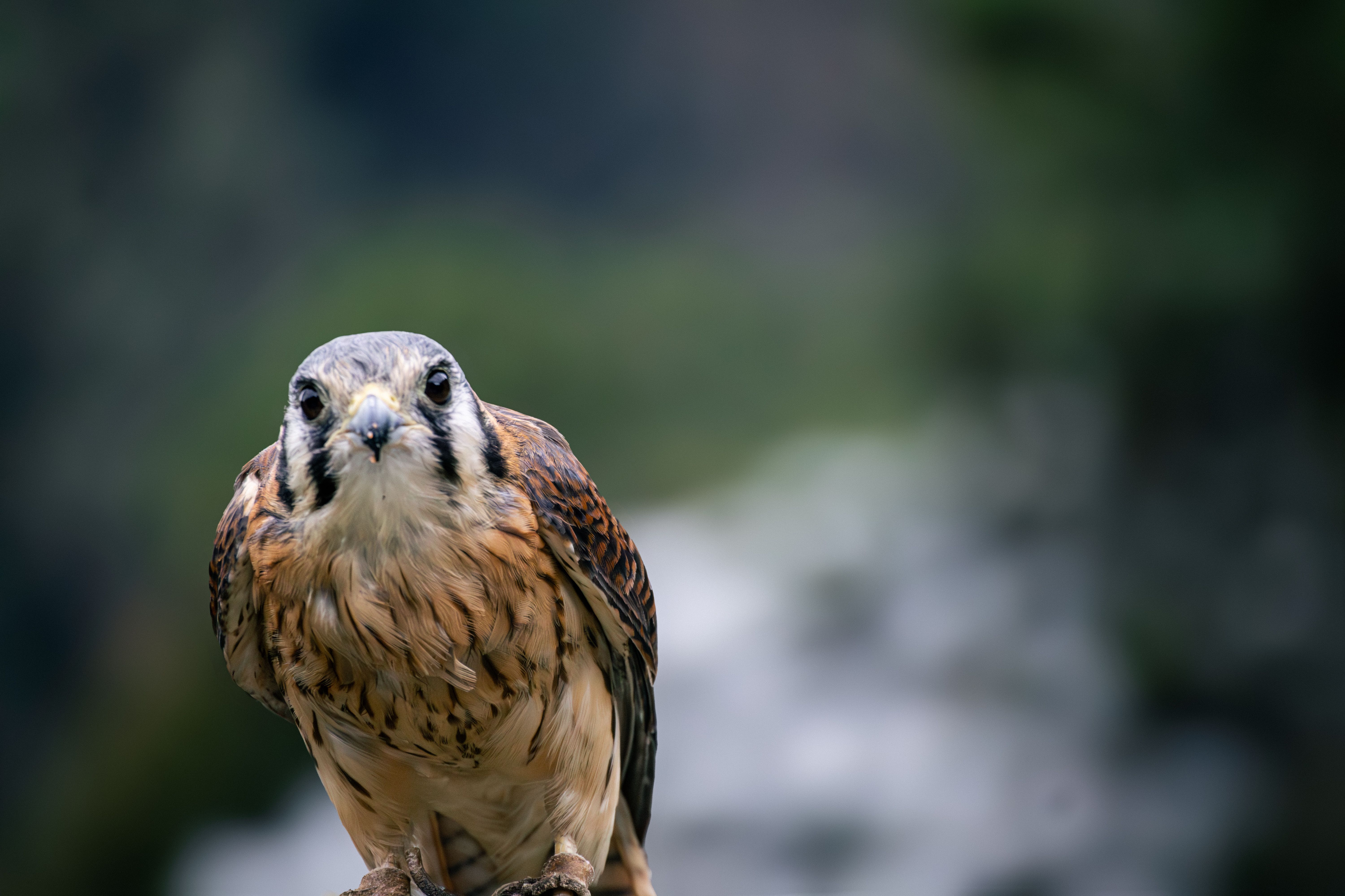 Close-Up of a Peregrine Falcon in Natural Habitat · Free Stock Photo